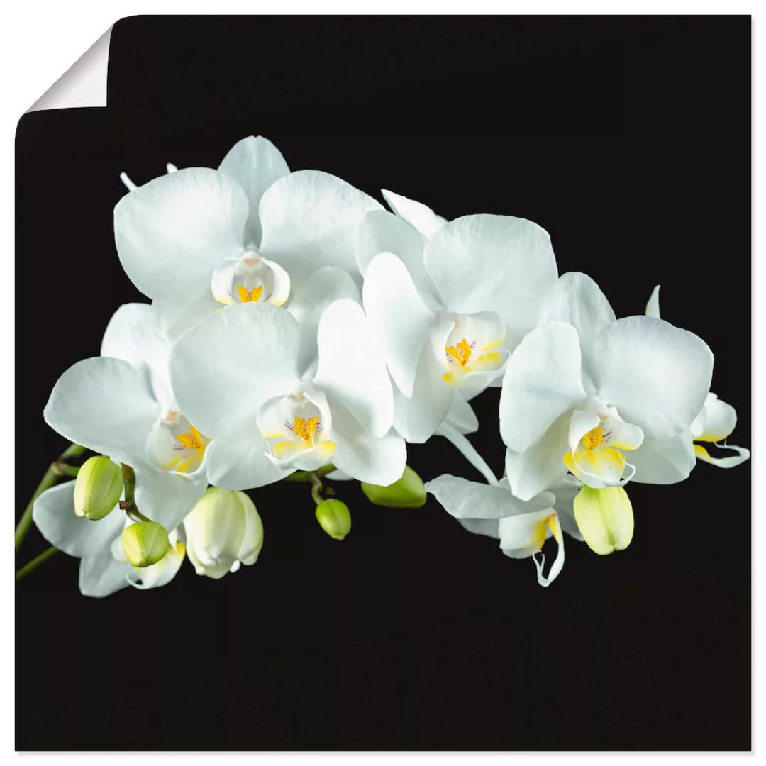 Artland Wandbild "Weiße Orchidee auf schwarzem Hintergrund", Blumen, (1 St. günstig online kaufen