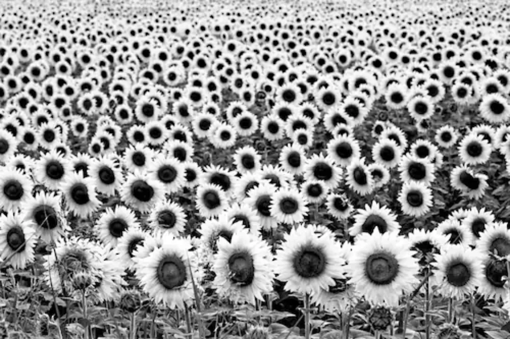 Papermoon Fototapete »Sonnenblumen Schwarz & Weiß« günstig online kaufen