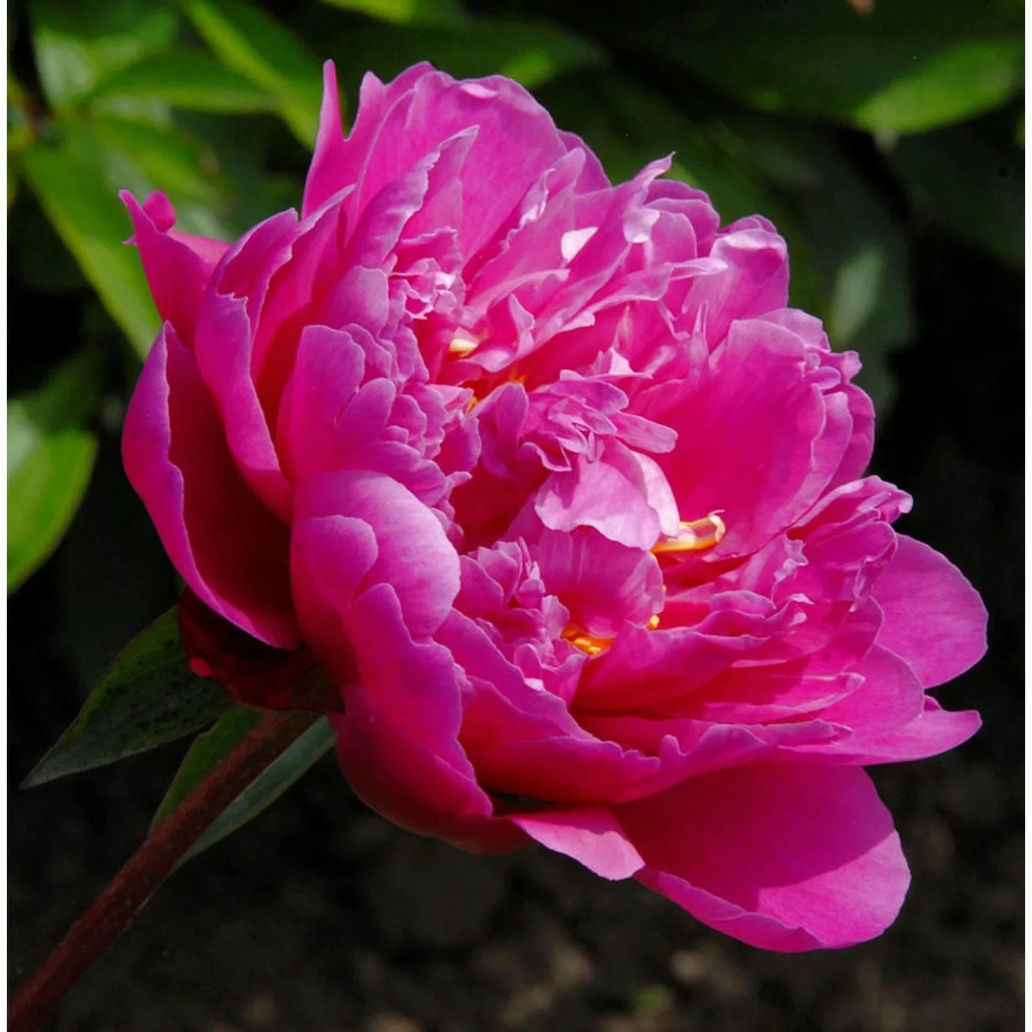 Edelpfingstrose Victoire de la Marne - Paeonia lactiflora günstig online kaufen