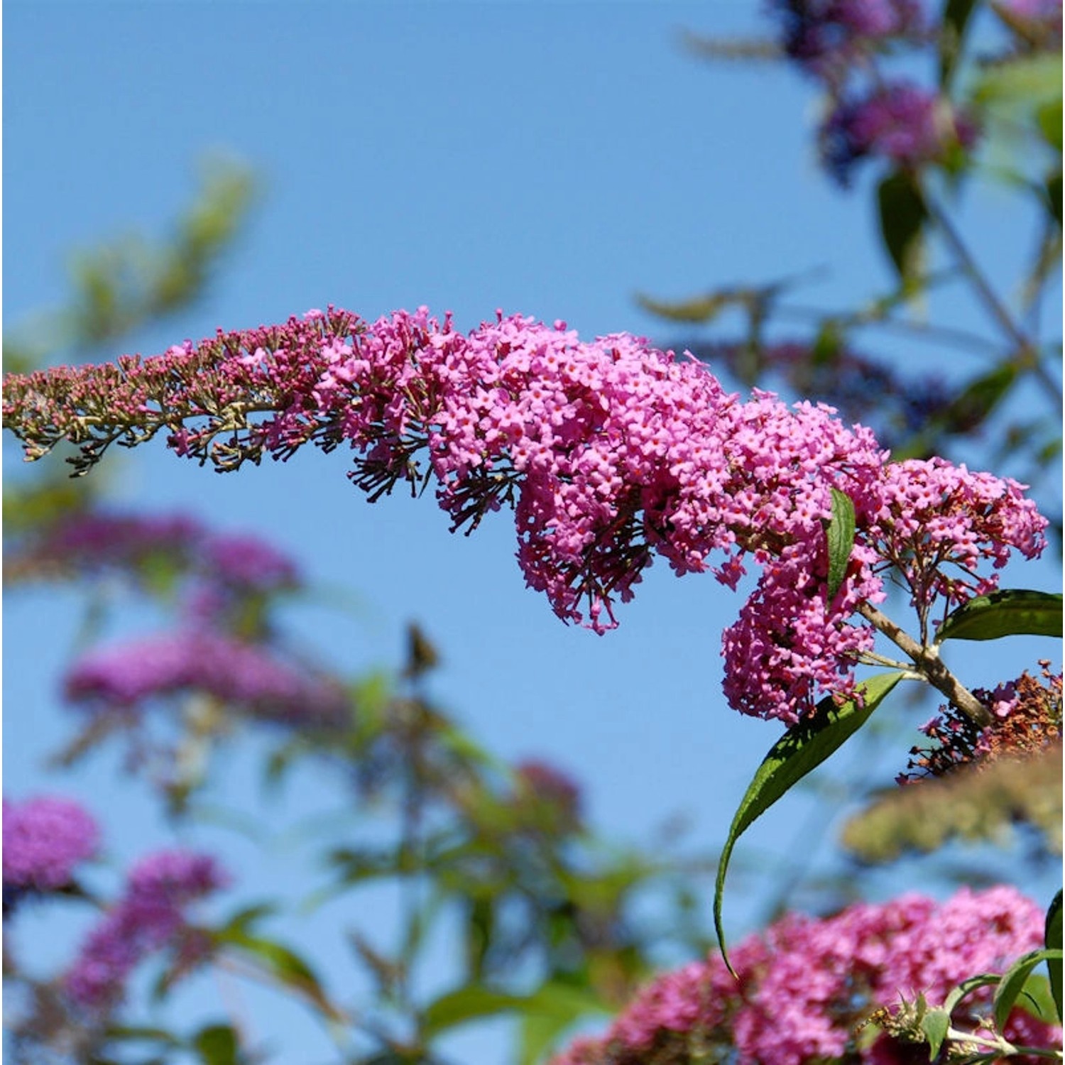 Sommerflieder Pink Panther 30-40cm - Buddleja günstig online kaufen