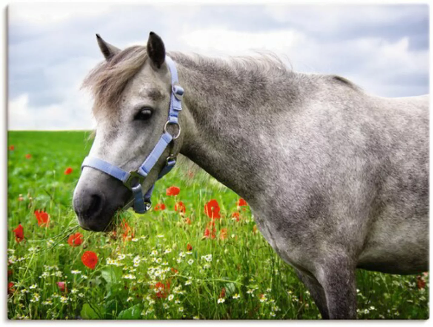 Artland Wandbild "Welshpony", Haustiere, (1 St.), als Leinwandbild, Wandauf günstig online kaufen