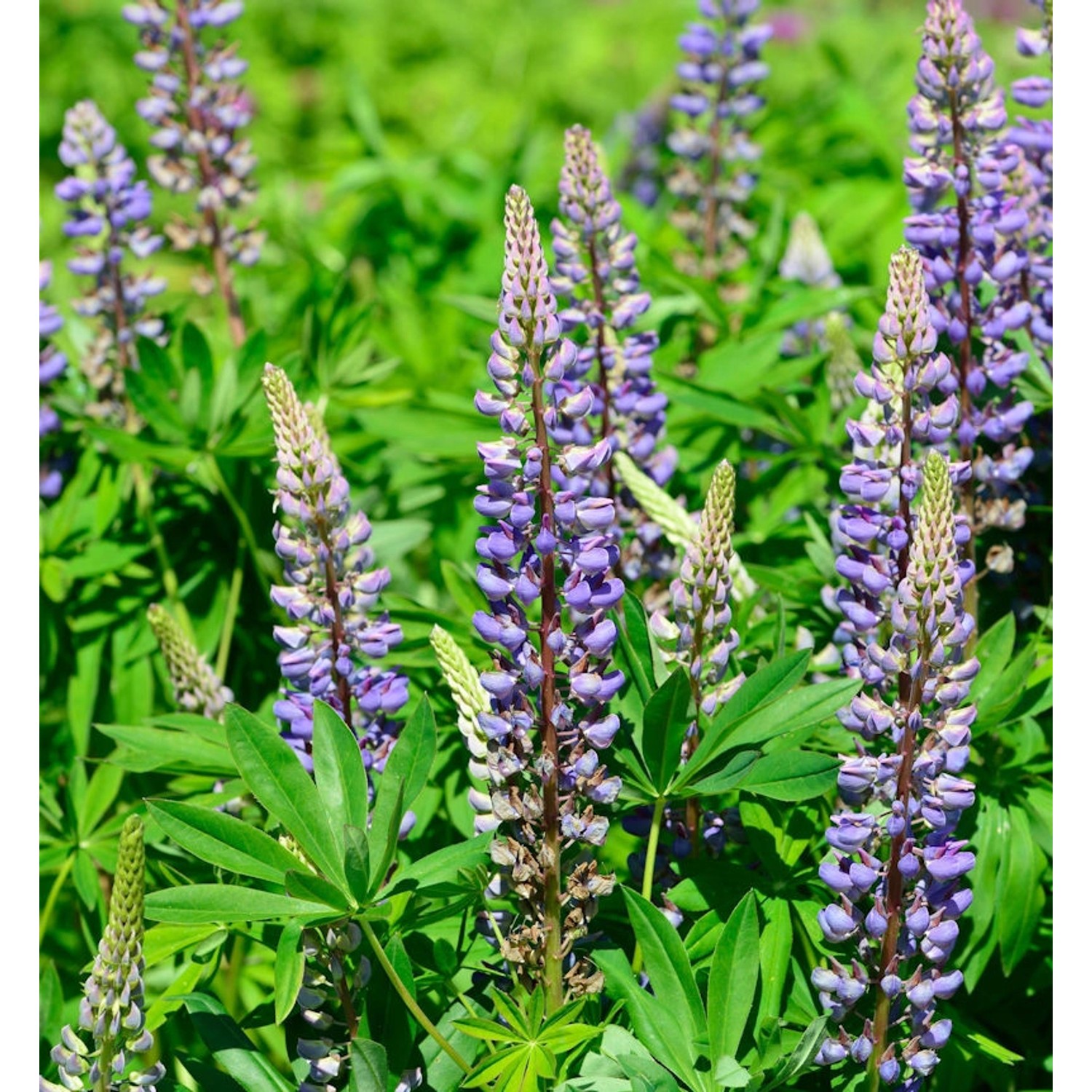 Gartenlupinie Kastellan - Lupinus polyphyllus günstig online kaufen