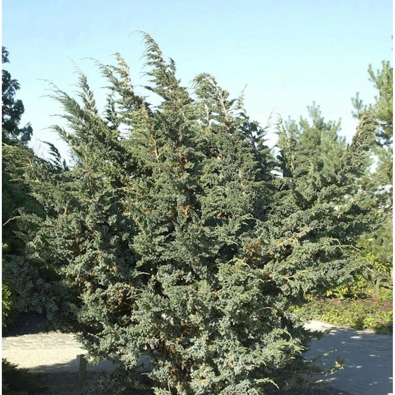 Blauzeder Wacholder 50-60cm - Juniperus squamata günstig online kaufen