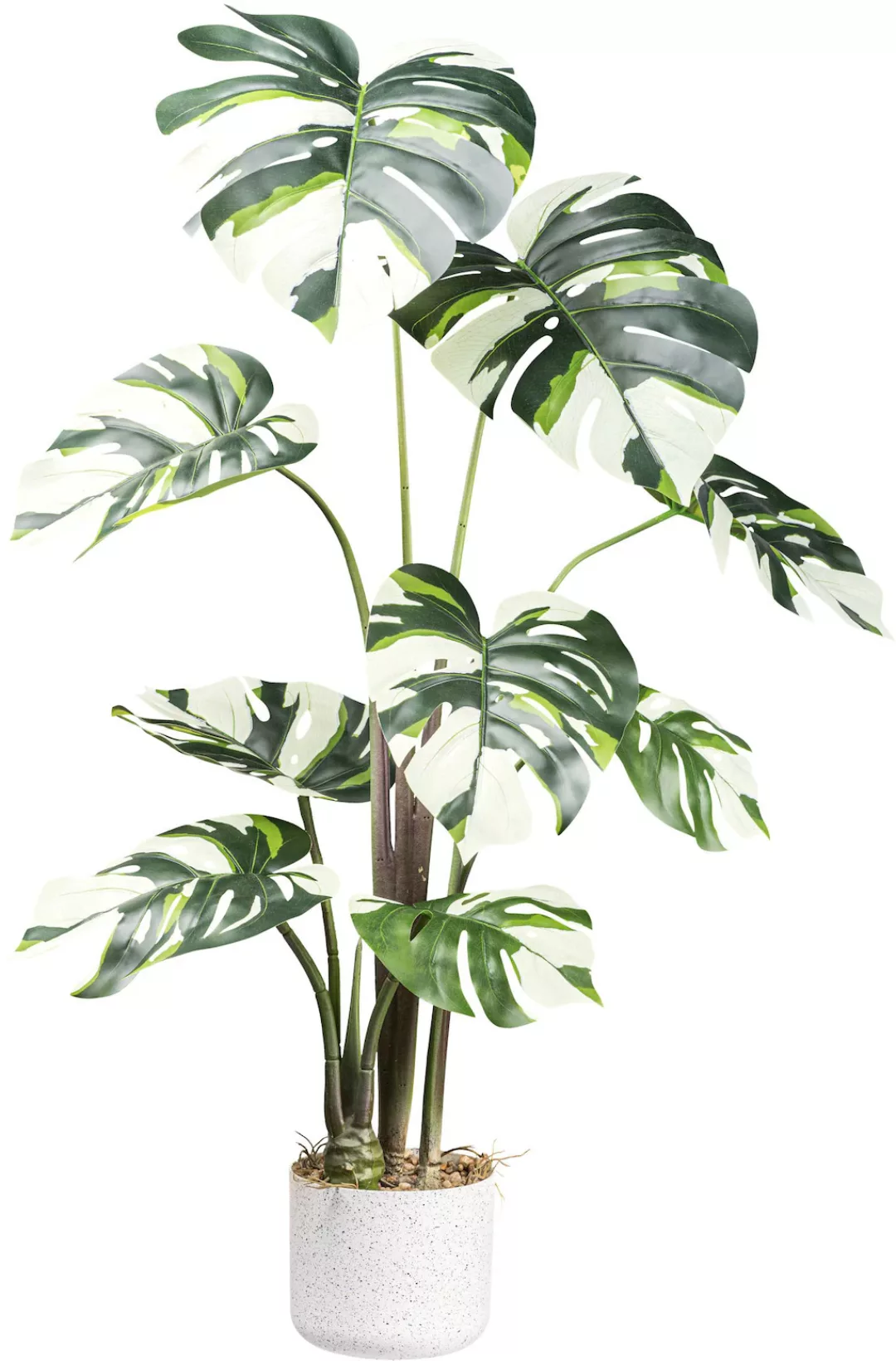 Creativ green Künstliche Zimmerpflanze "Monstera Variegata", mit außergewöh günstig online kaufen