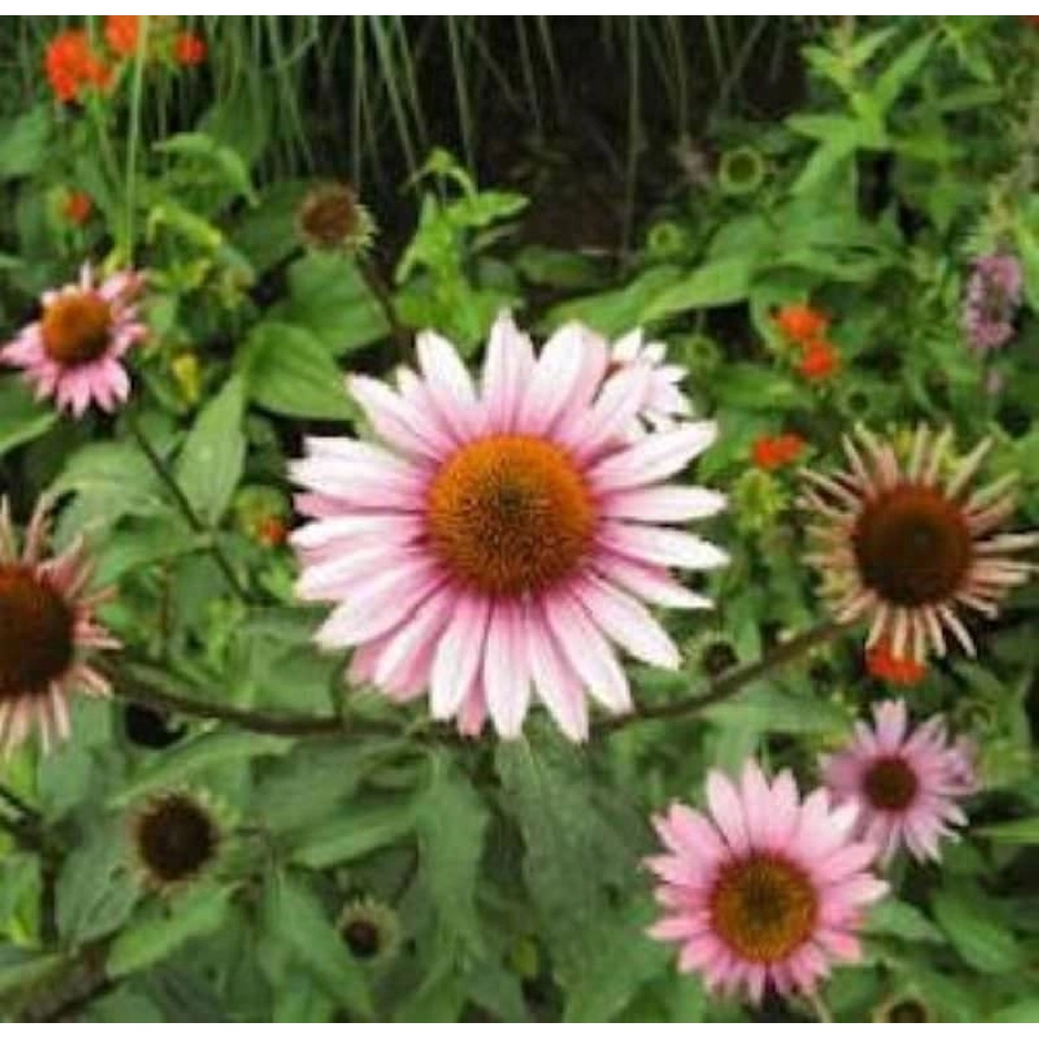 Garten Sonnenhut Leuchtstern - Echinacea purpurea günstig online kaufen