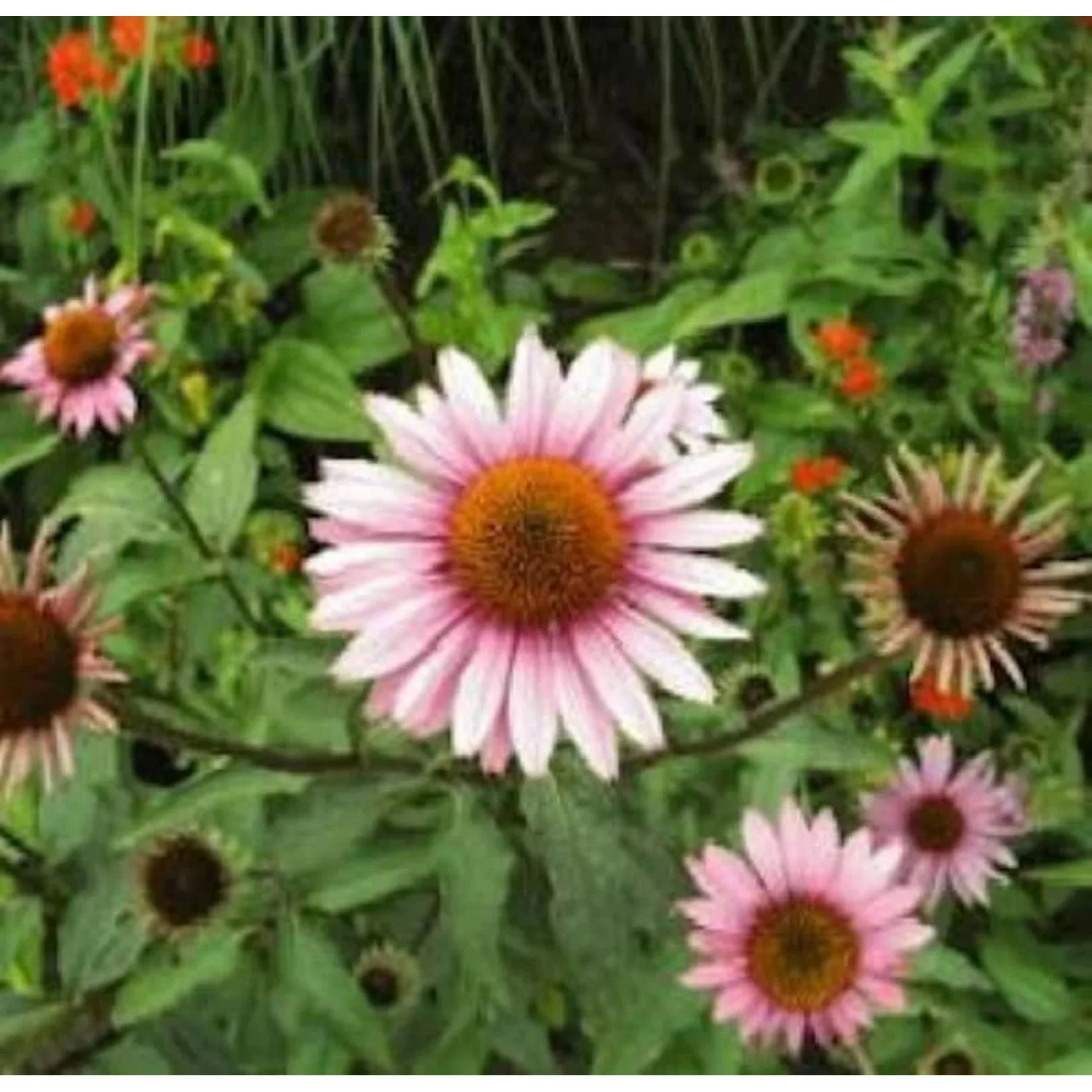 Garten Sonnenhut Leuchtstern - Echinacea purpurea günstig online kaufen