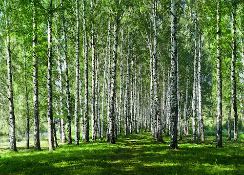 Papermoon Fototapete »Birkenwald« günstig online kaufen