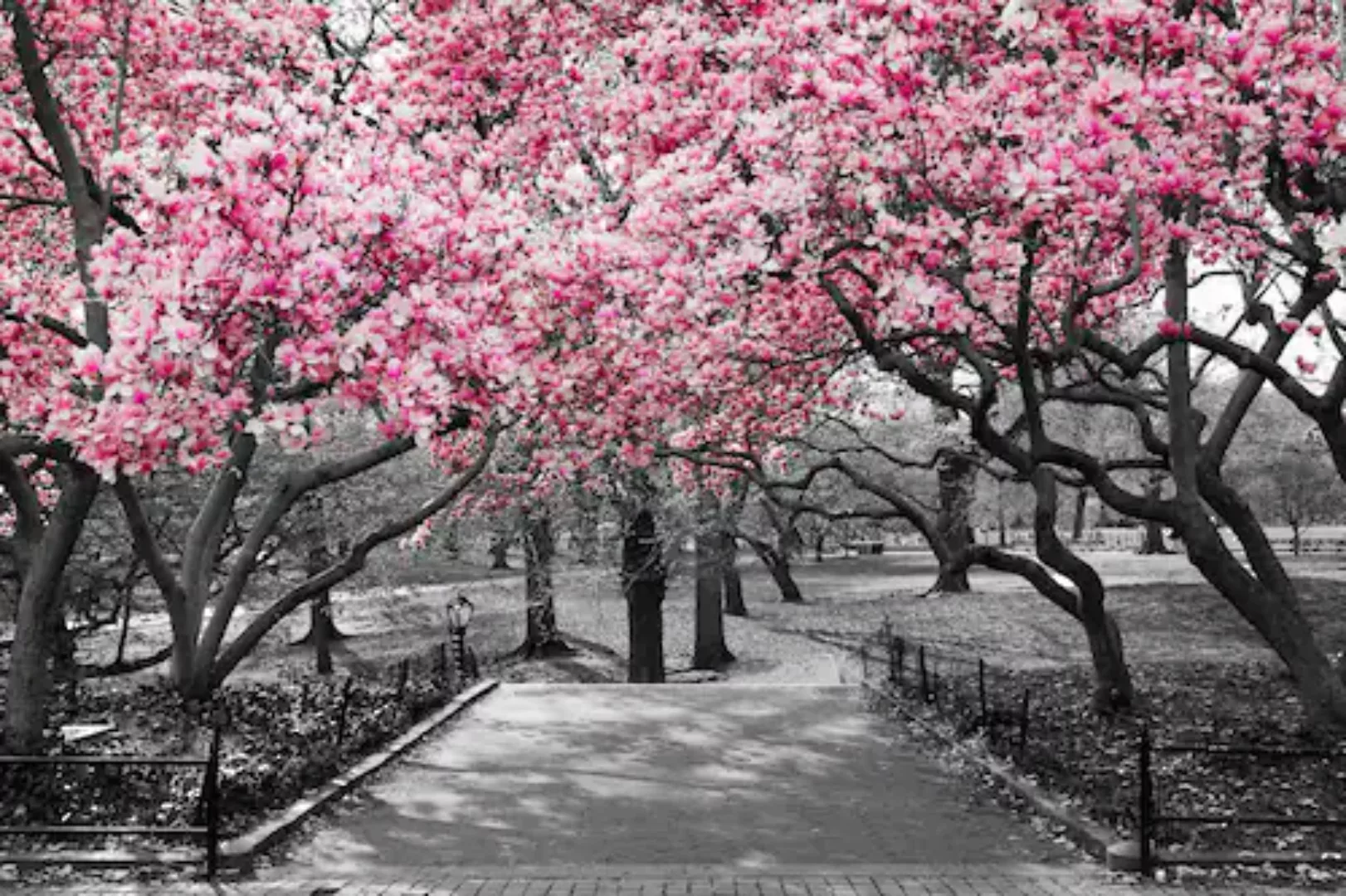 Papermoon Fototapete »Rosa Blüten« günstig online kaufen