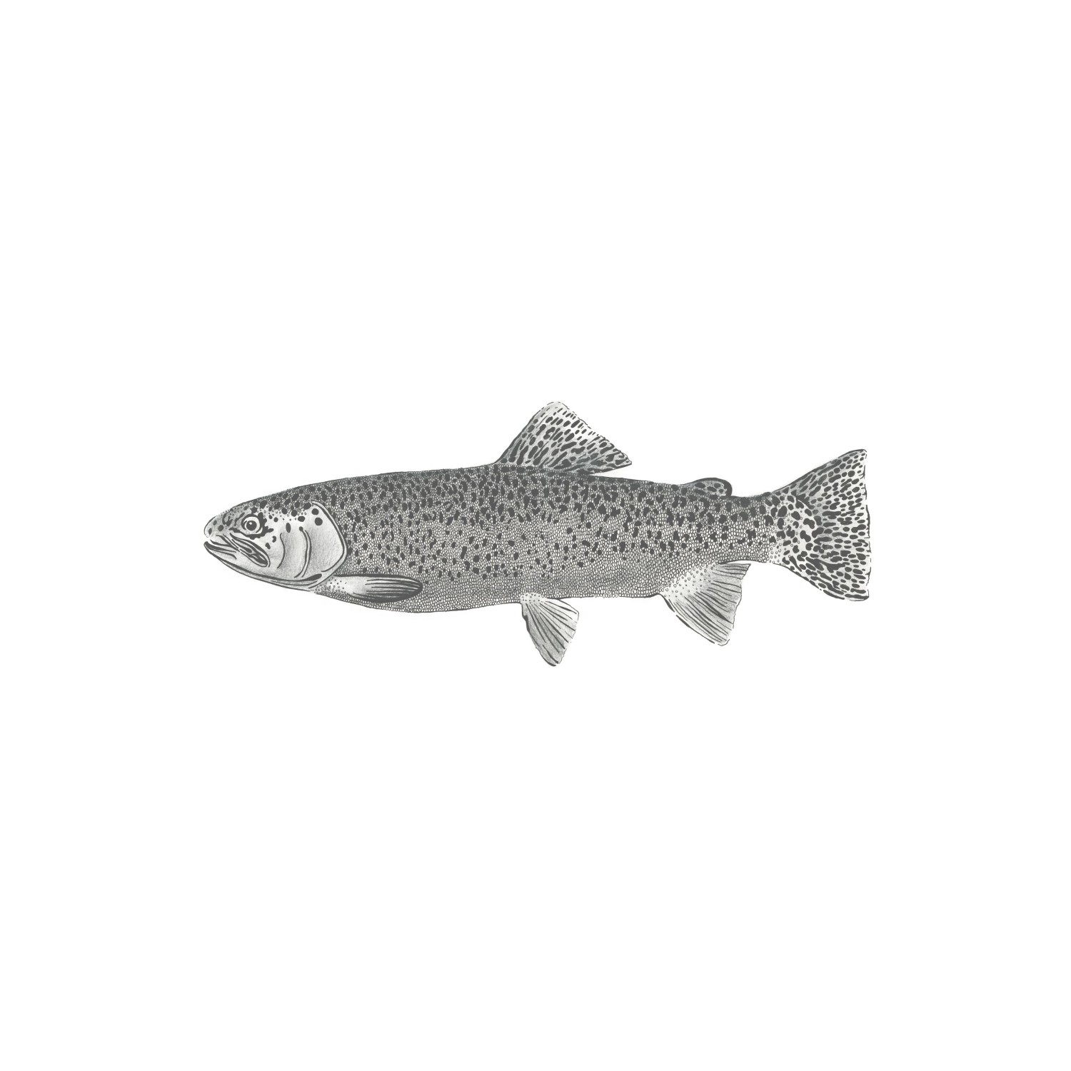 ESTAhome Fototapete Fisch Weiß und Schwarz 1 x 2,5 m 158933 günstig online kaufen