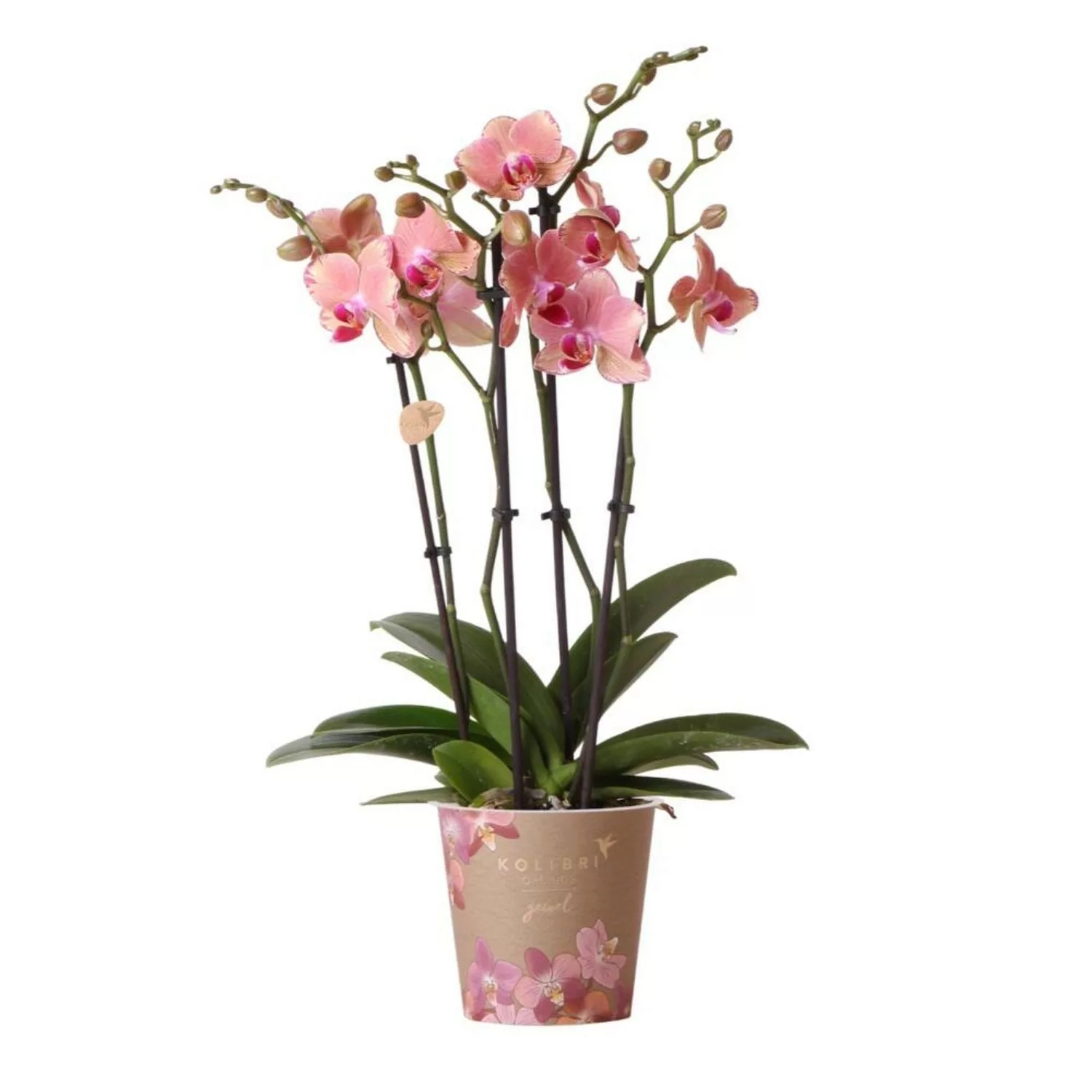 Kolibri Orchideen Orange RRosa Phalaenopsis Orchidee Jewel Pirate Picotee T günstig online kaufen