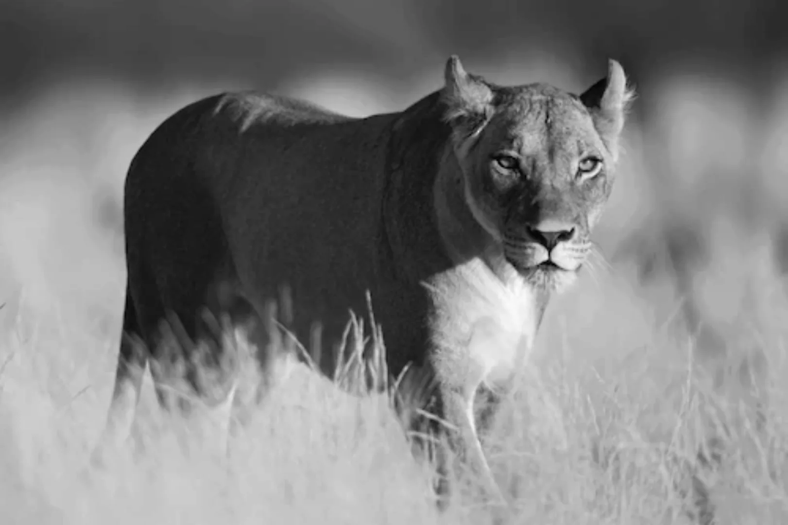 Papermoon Fototapete »Löwe schwarz & weiß« günstig online kaufen
