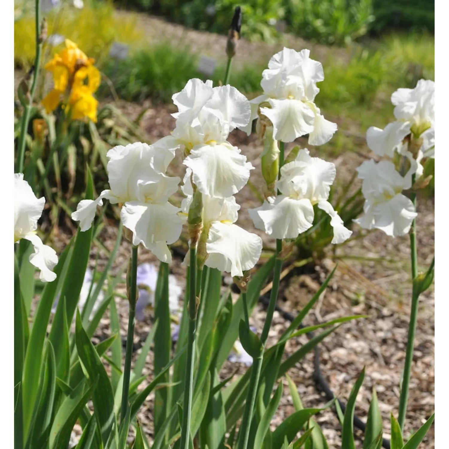 Schwertlilie Cherished - Iris barbata günstig online kaufen