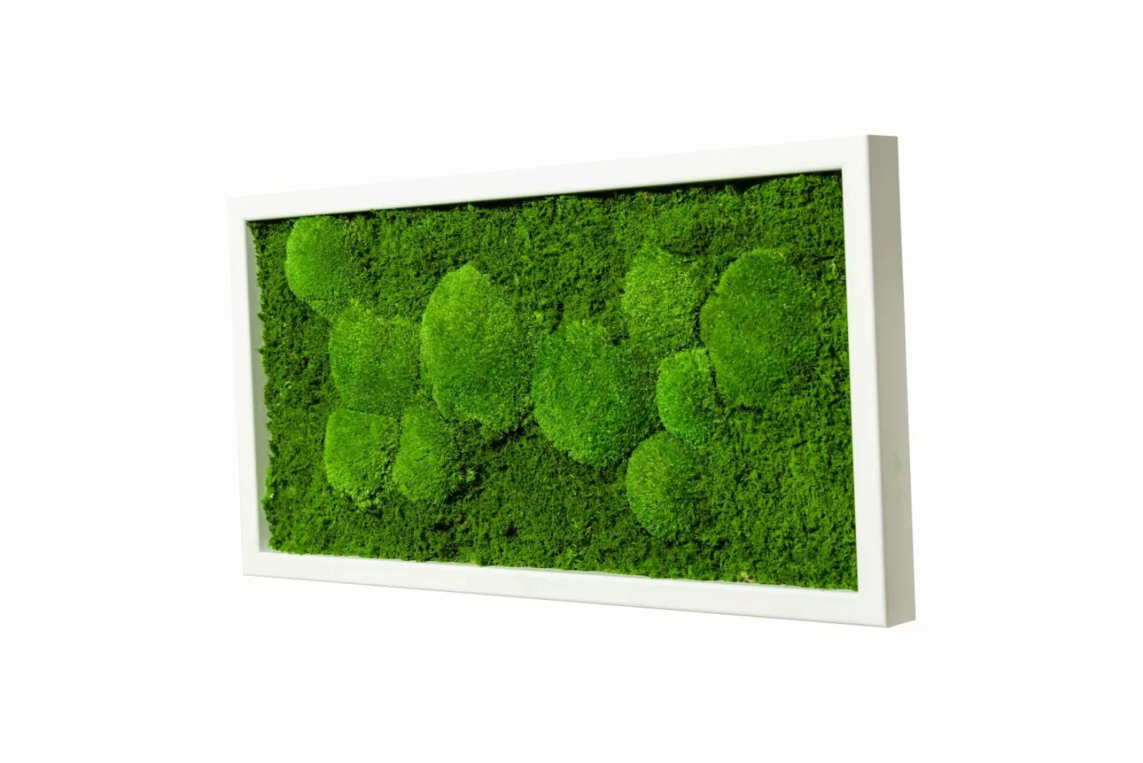 Moos-Design Bild Moosbild Fifty Fifty Design günstig online kaufen