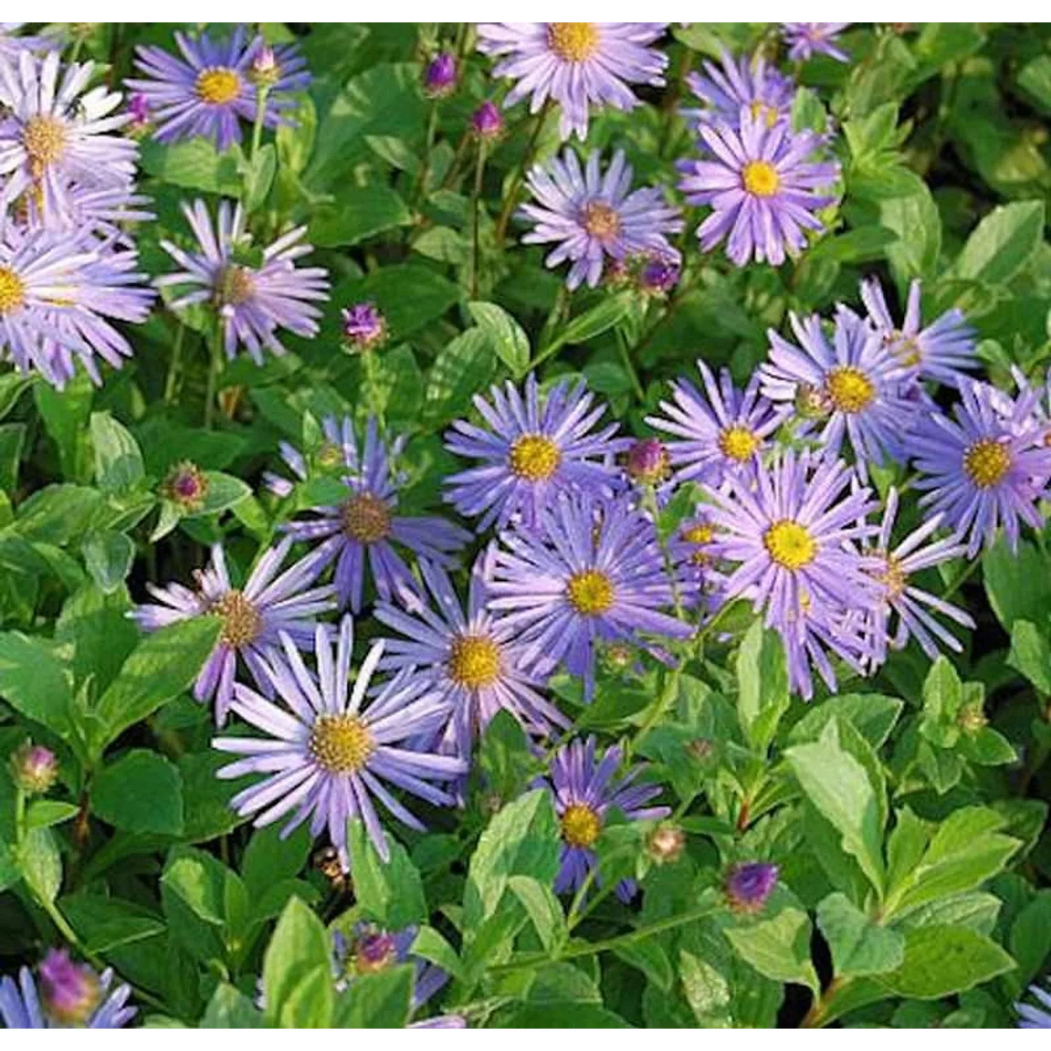 Berg Aster Wunder von Stäfa - Aster frikartii günstig online kaufen