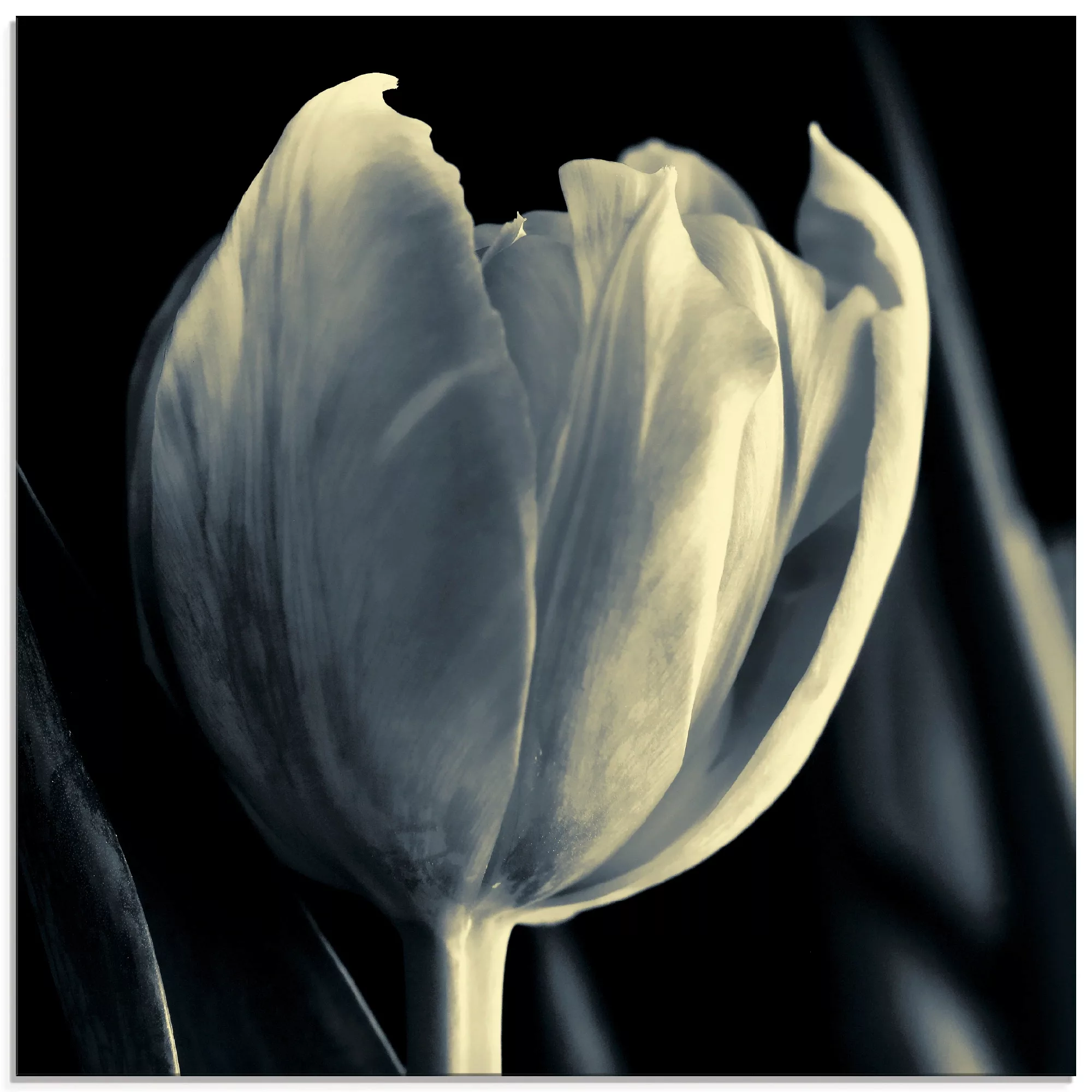 Artland Glasbild "Tulpe", Blumen, (1 St.) günstig online kaufen