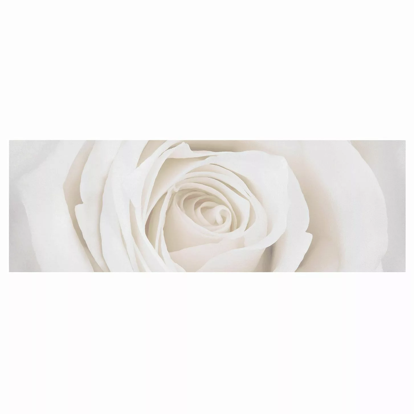 Leinwandbild Blumen - Panorama Pretty White Rose günstig online kaufen
