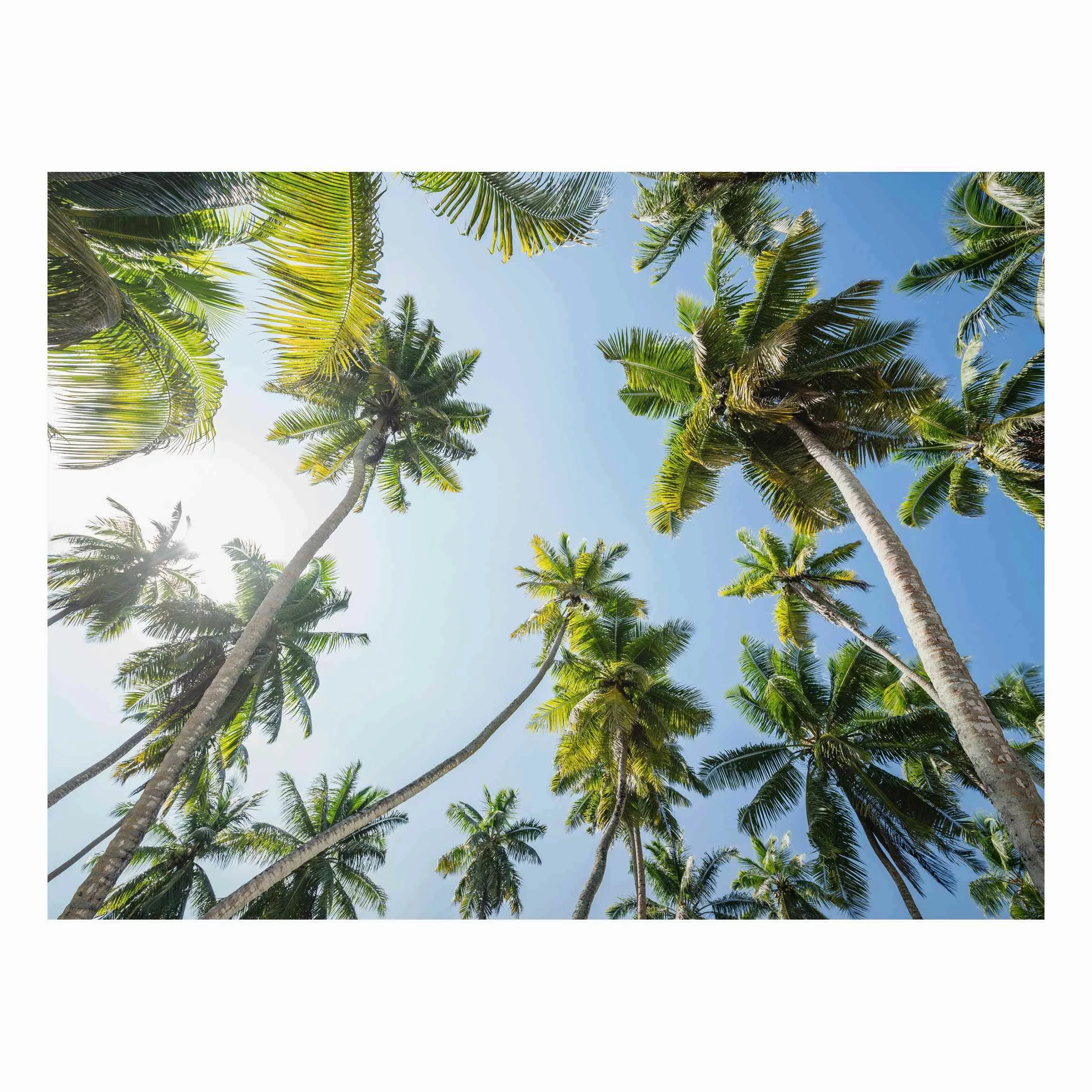 Alu-Dibond Bild Palmen Himmel günstig online kaufen