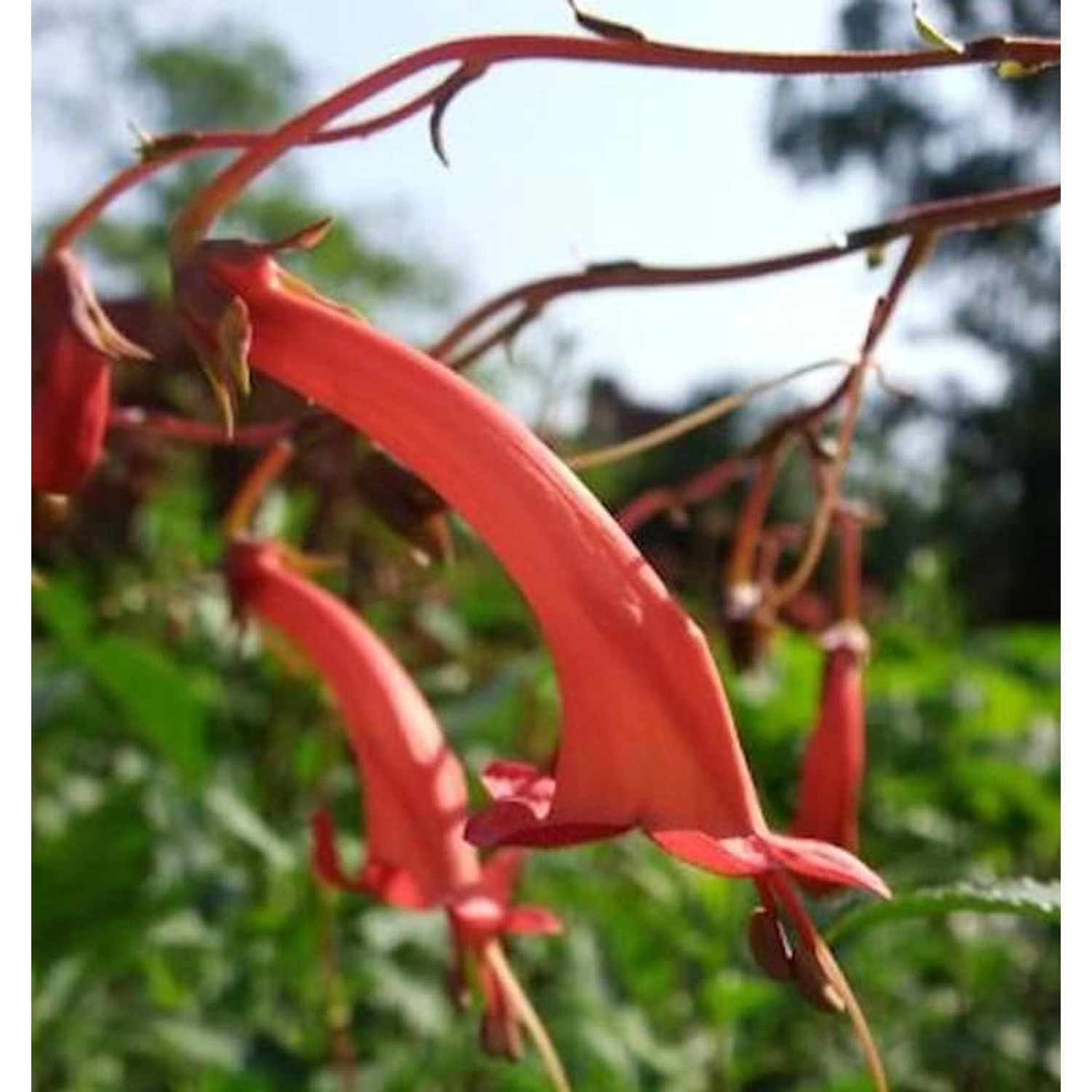 Kap Fuchsie - Phygelius capensis günstig online kaufen