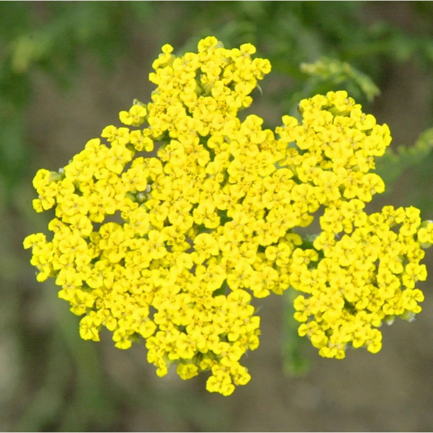 Schafgarbe Altgold - Achillea filipendulina günstig online kaufen