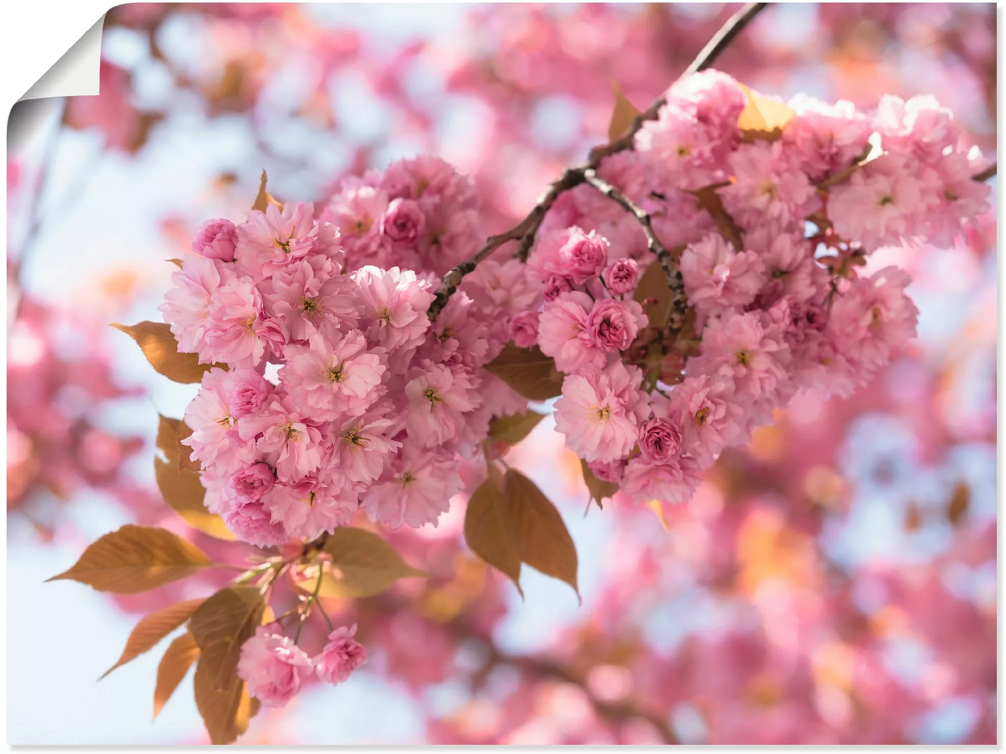 Artland Wandbild "Japanische Kirschblüte in Love I", Blumen, (1 St.), als L günstig online kaufen