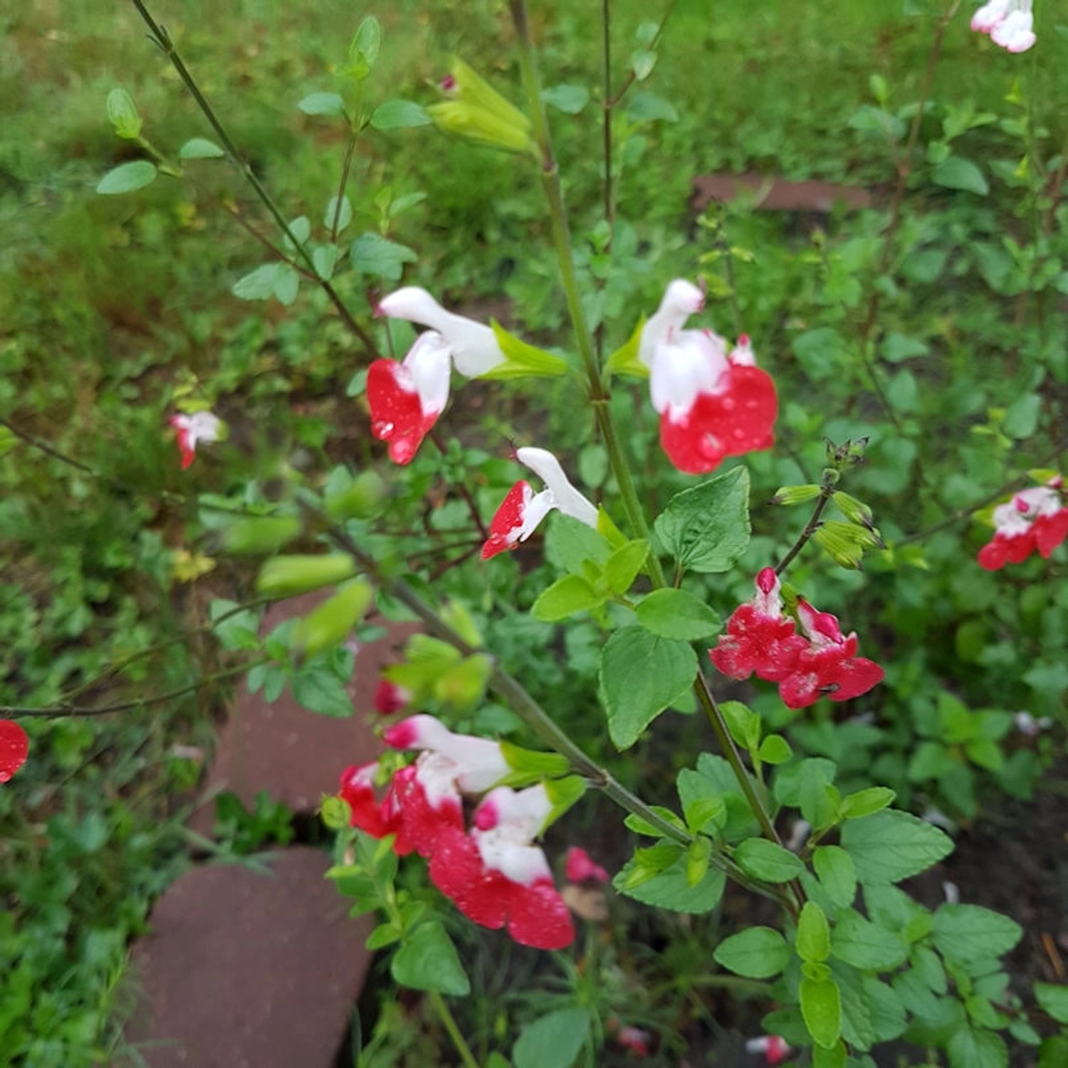 Pfirsich Salbei Hot Lips - Salvia greggii günstig online kaufen