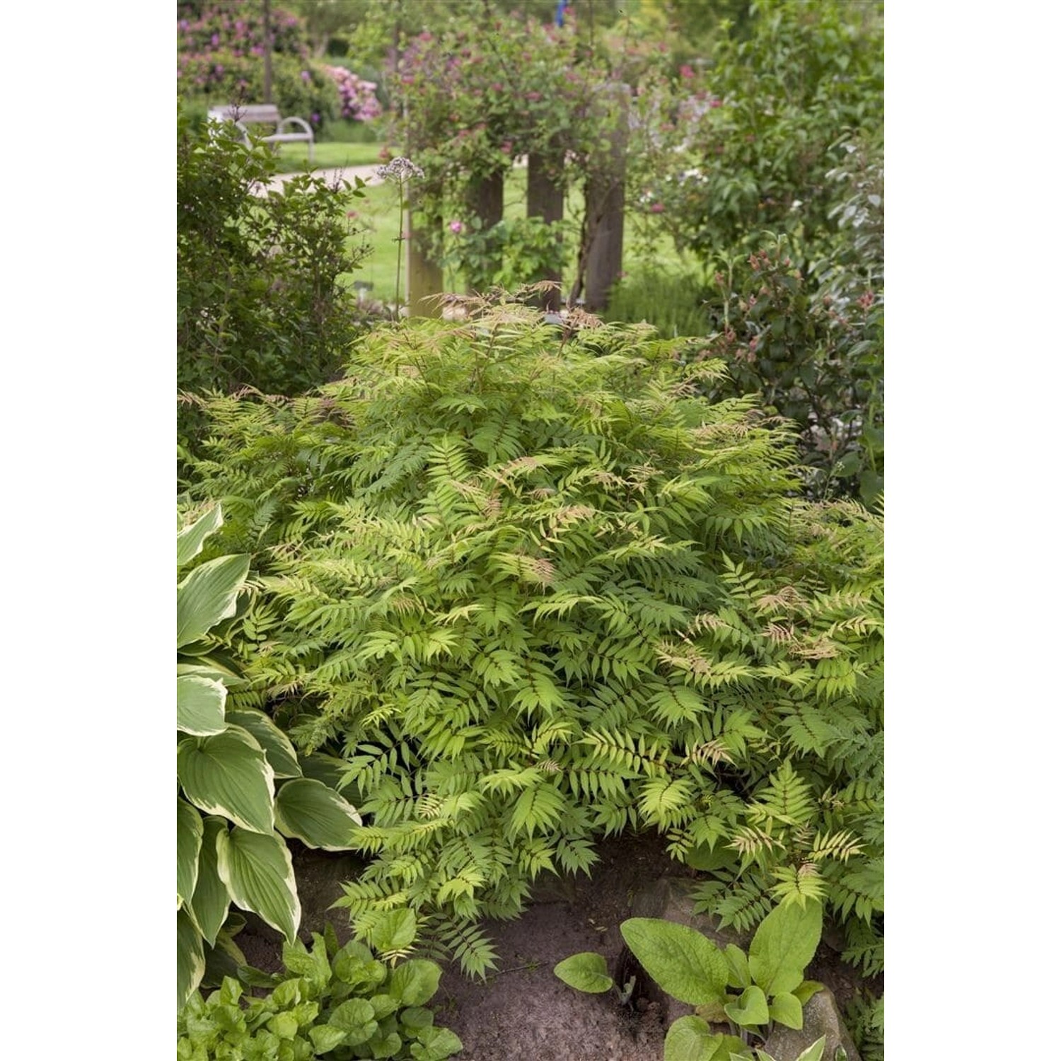 Sorbaria Sorbifolia Sem Fiederspiere Buntes Laub 30–40 cm günstig online kaufen