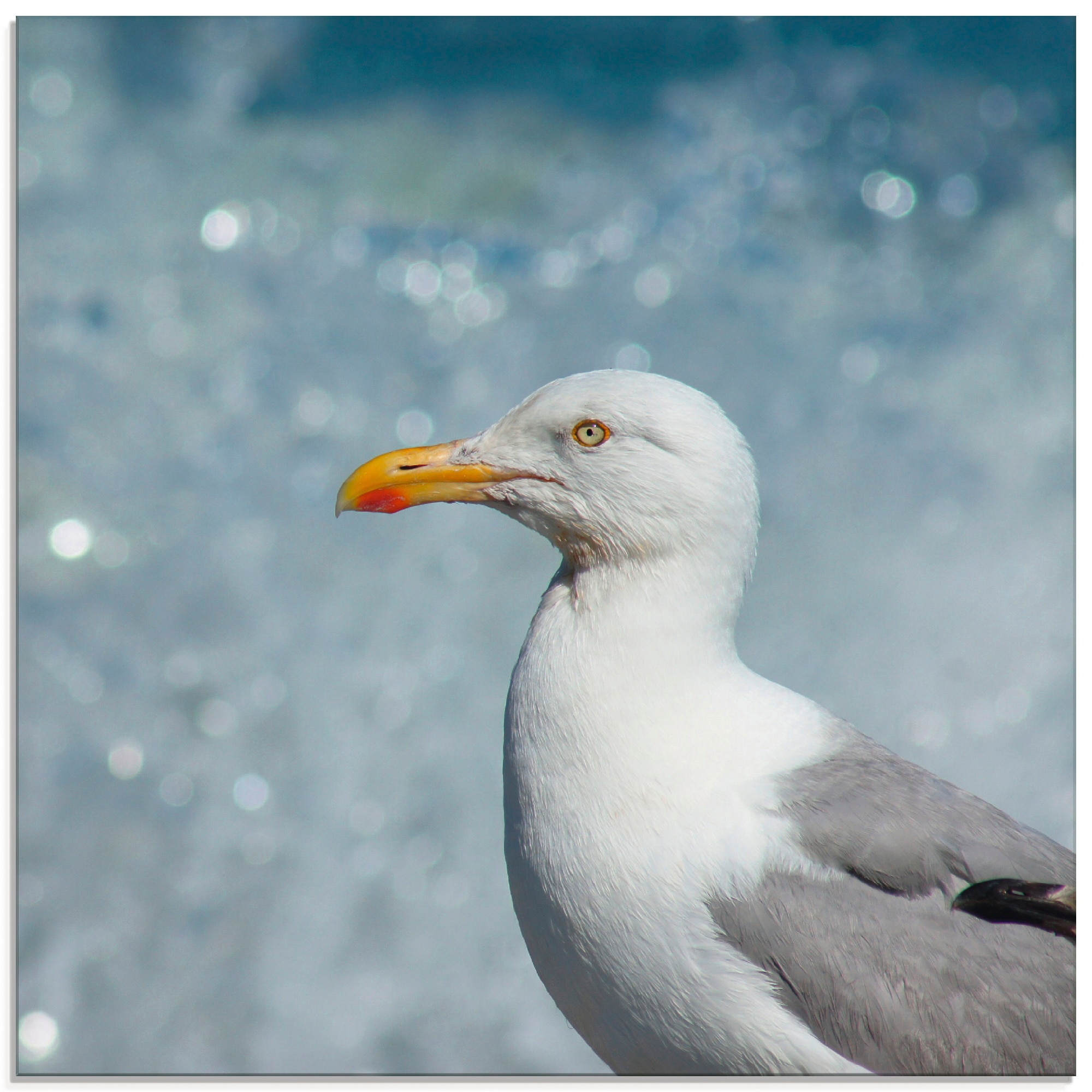 Artland Glasbild "Möwe an der Nordseeküste", Vögel, (1 St.), in verschieden günstig online kaufen