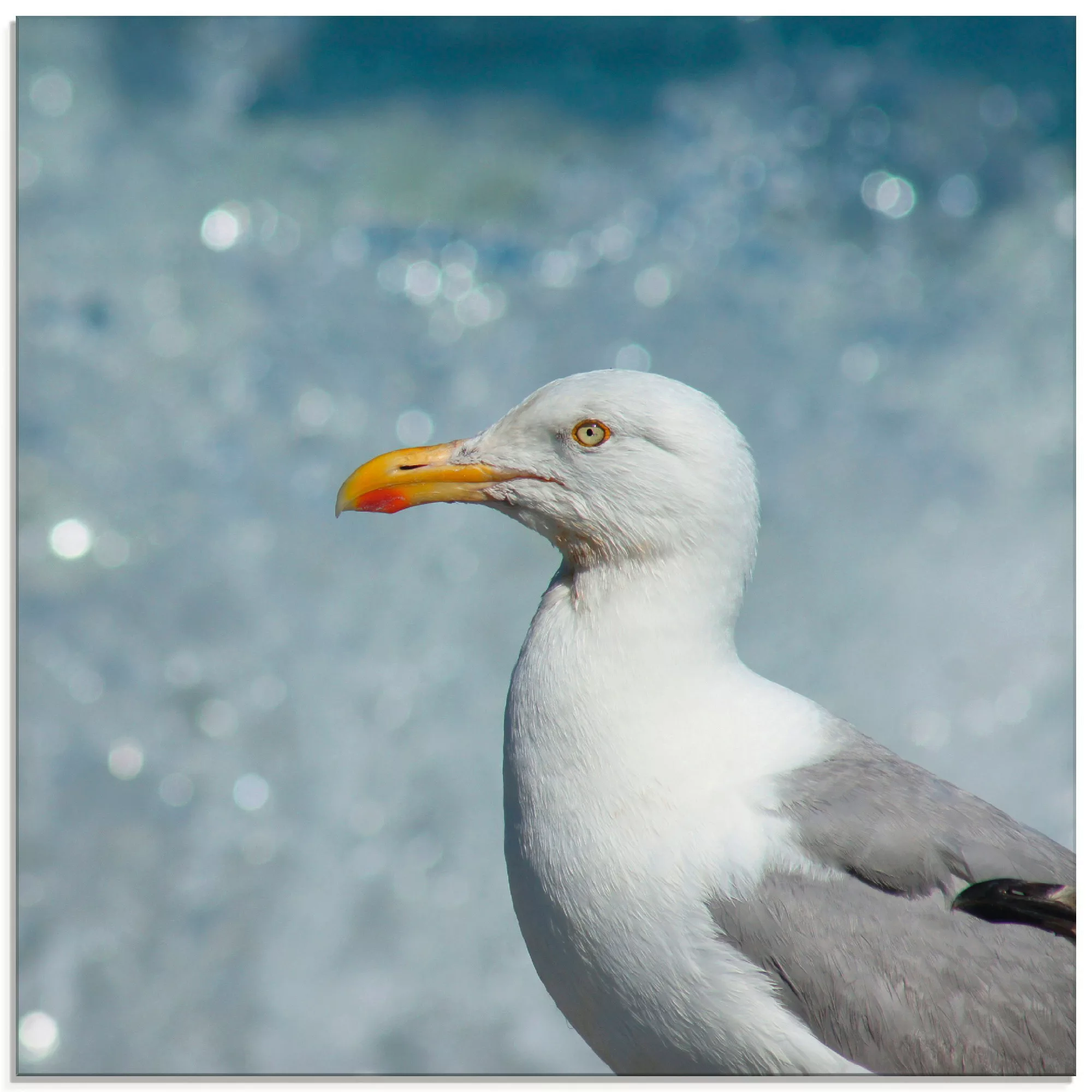 Artland Glasbild "Möwe an der Nordseeküste", Vögel, (1 St.), in verschieden günstig online kaufen