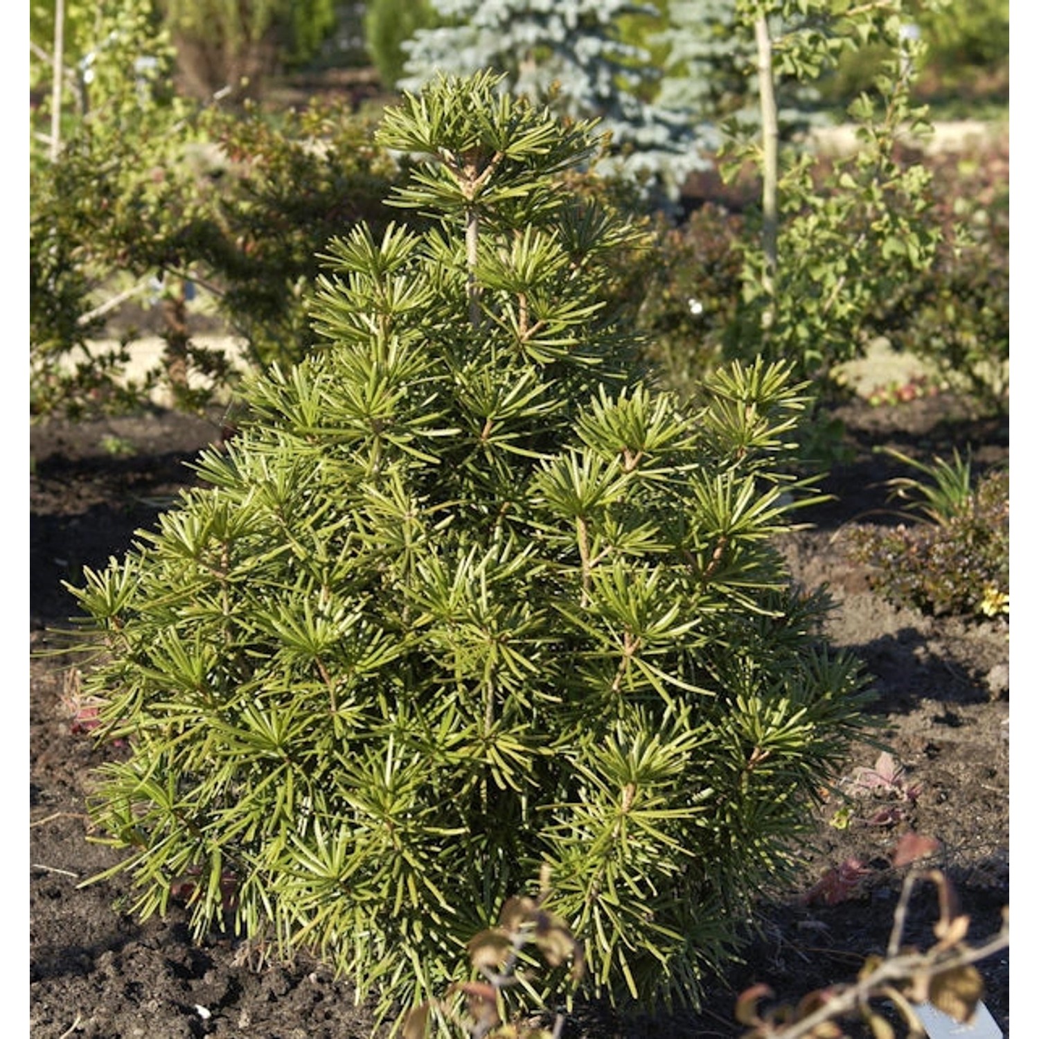 Japanische Schirmtanne 60-70cm - Sciadopitys verticillata günstig online kaufen