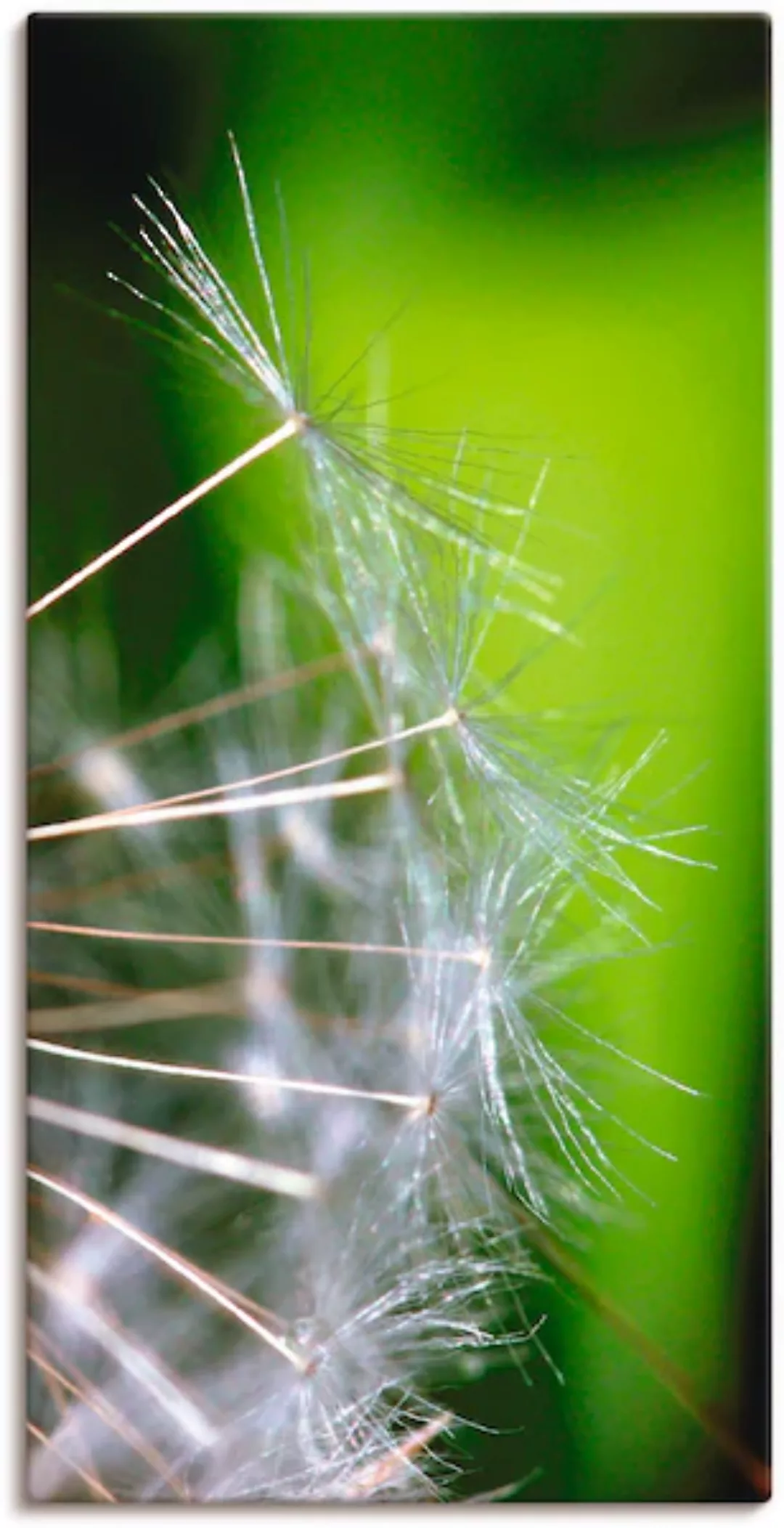 Artland Leinwandbild "Pusteblumesamen", Blumen, (1 St.), auf Keilrahmen ges günstig online kaufen