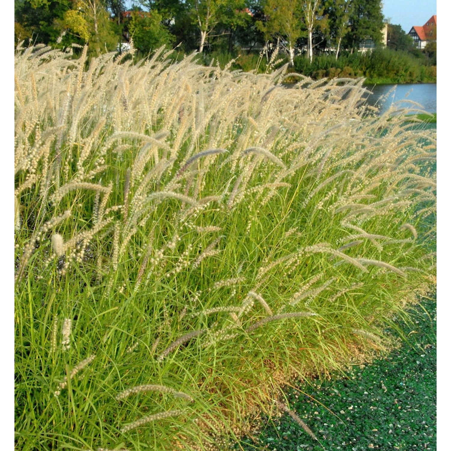 Lampenputzergras - Pennisetum orientale günstig online kaufen