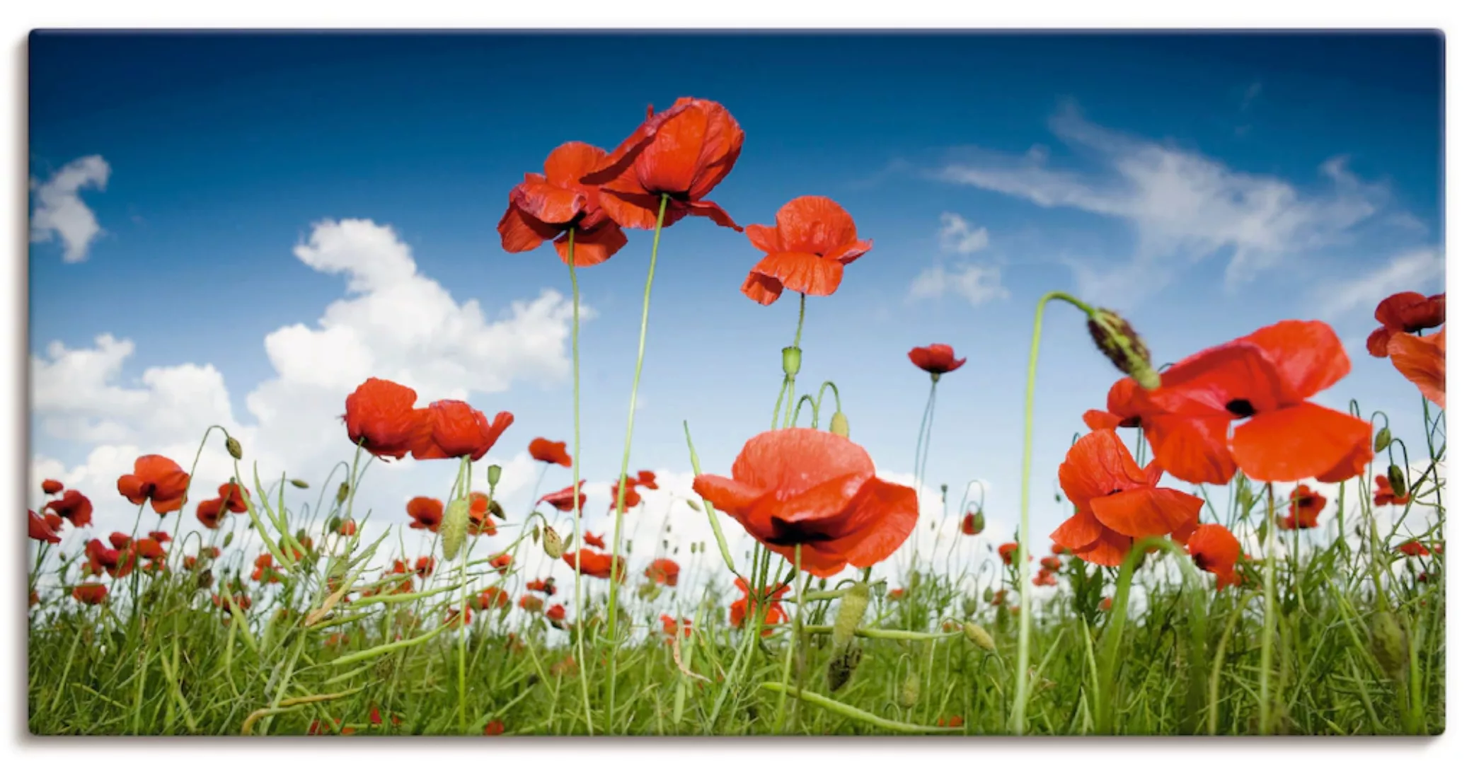 Artland Wandbild »Feld mit Mohnblumen unter Himmel«, Blumenwiese, (1 St.) günstig online kaufen