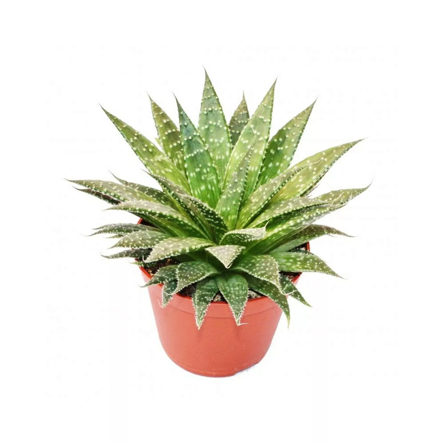 Exotenherz Aloe Arristata Große Pflanze im 12cm Topf günstig online kaufen