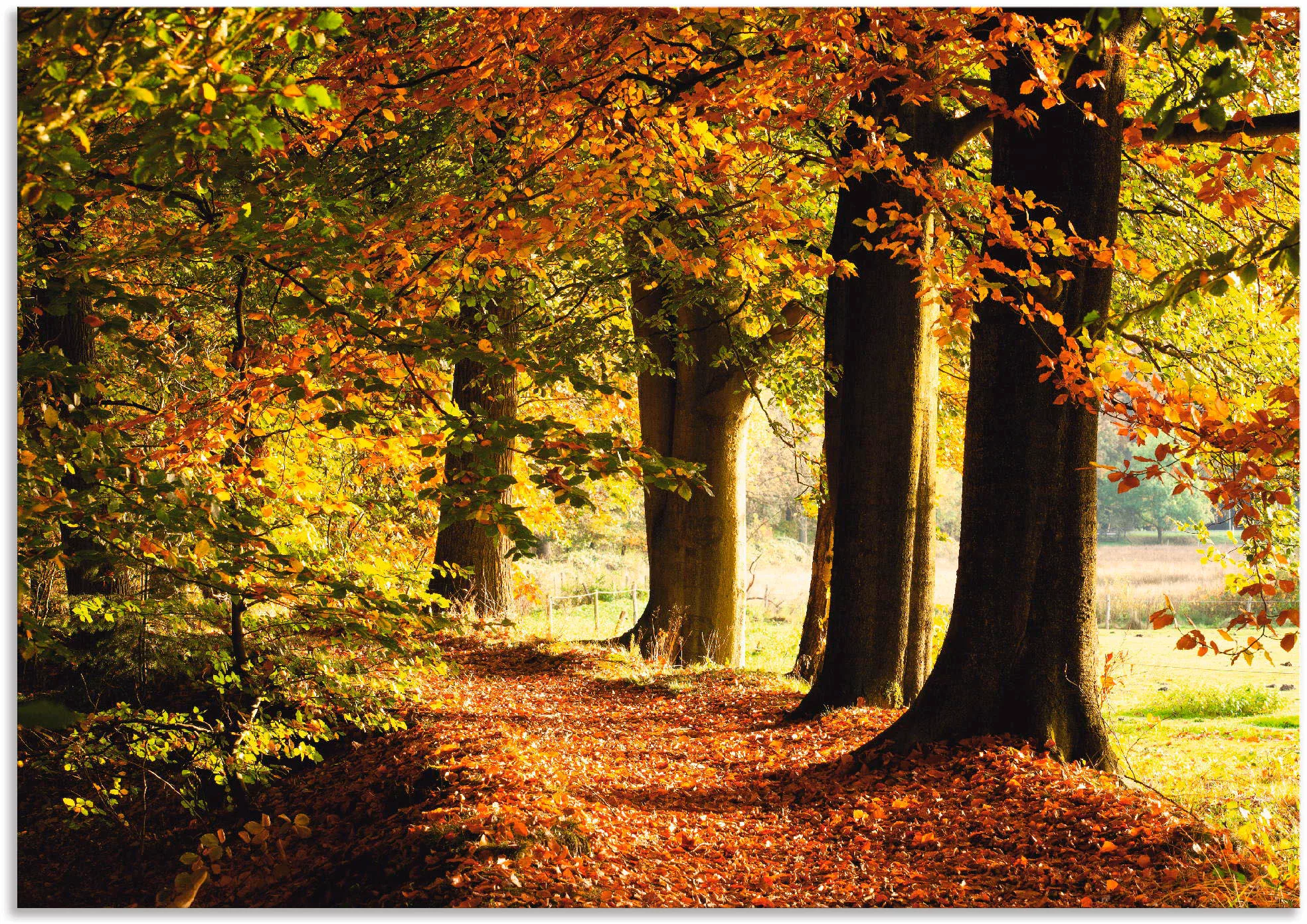Artland Wandbild "Herbstfarben", Bäume, (1 St.), als Alubild, Outdoorbild, günstig online kaufen