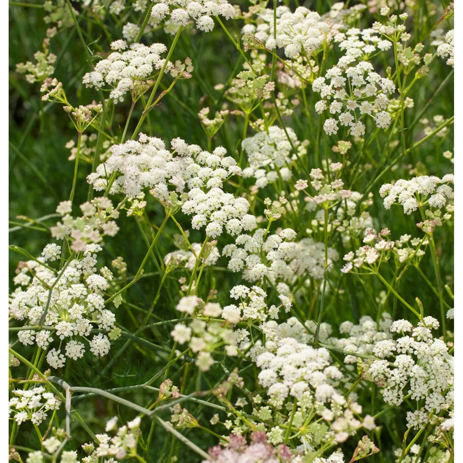 Bergfenchel - Seseli gracile günstig online kaufen