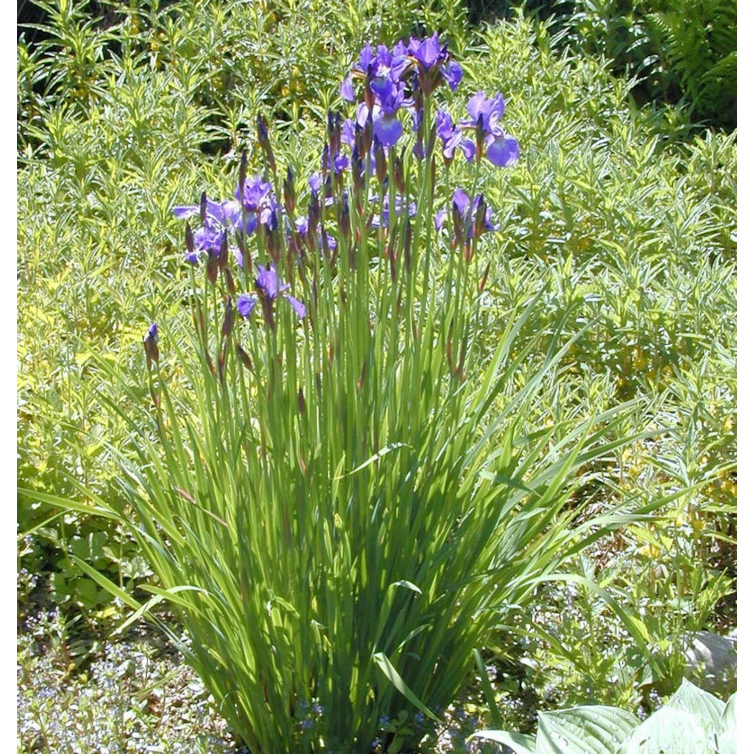 Sibirische Wieseniris Marilyn Holmes - Iris sibirica günstig online kaufen