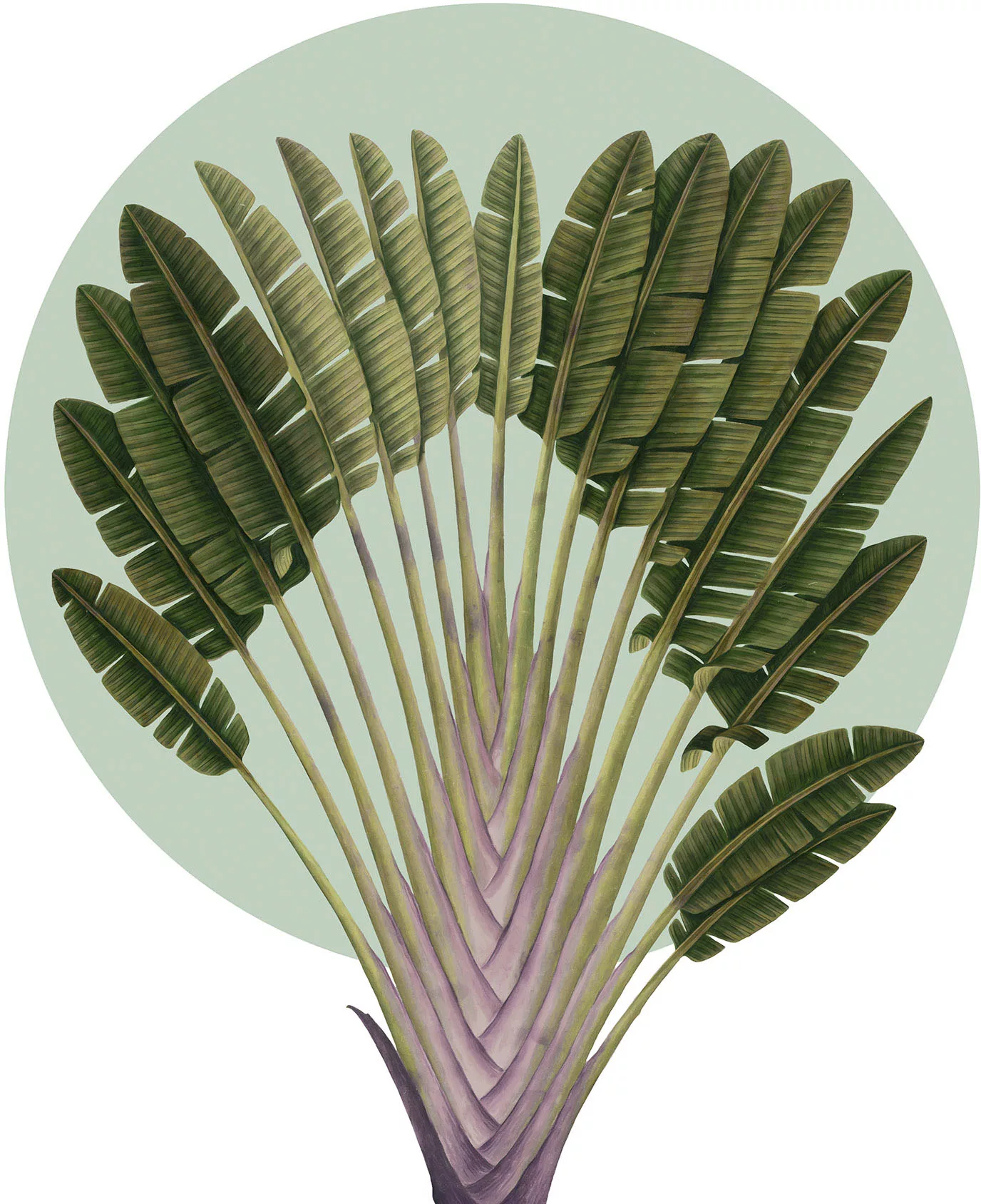Komar Wandbild "Botanical Garden Pinnate Palm", (1 St.), Deutsches Premium- günstig online kaufen