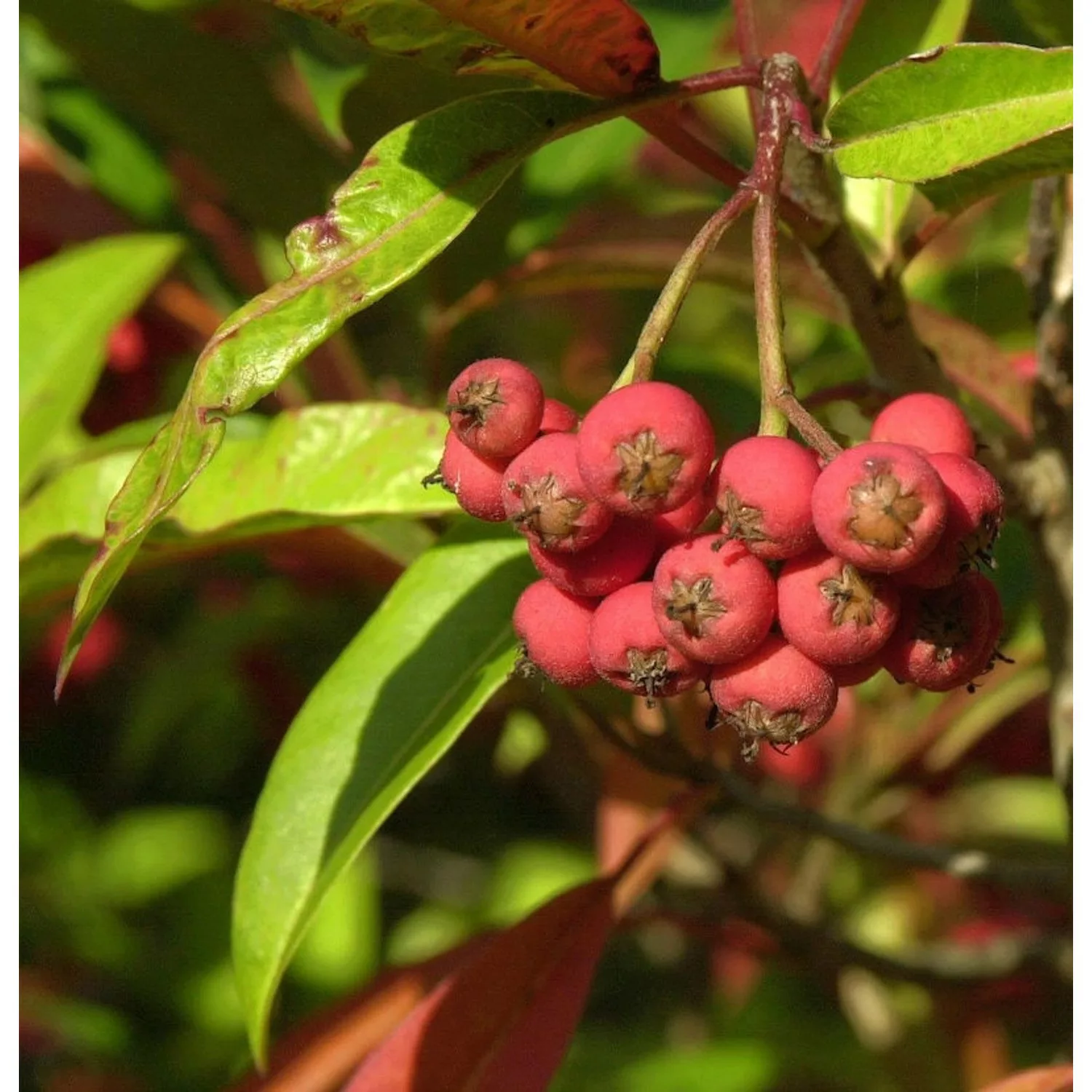 Davids-Glanzmispel 100-125cm - Photinia davidiana günstig online kaufen