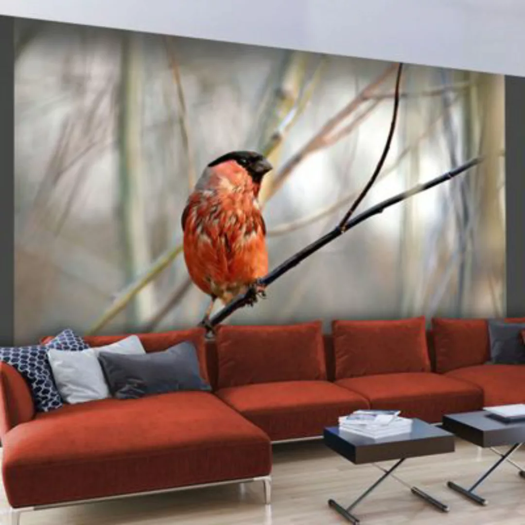 artgeist Fototapete Bullfinch in the forest mehrfarbig Gr. 350 x 270 günstig online kaufen