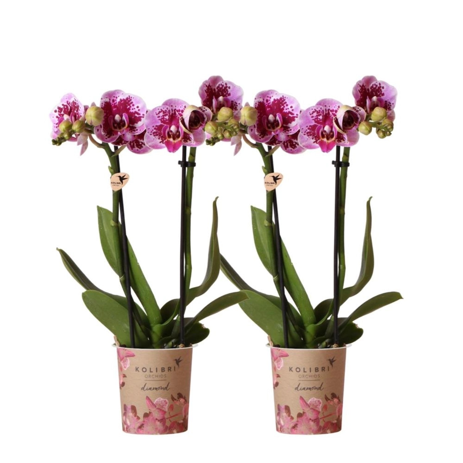 Kolibri Orchids Combi Deal von 2 Rosa Lila Phalaenopsis Orchideen El Salvad günstig online kaufen