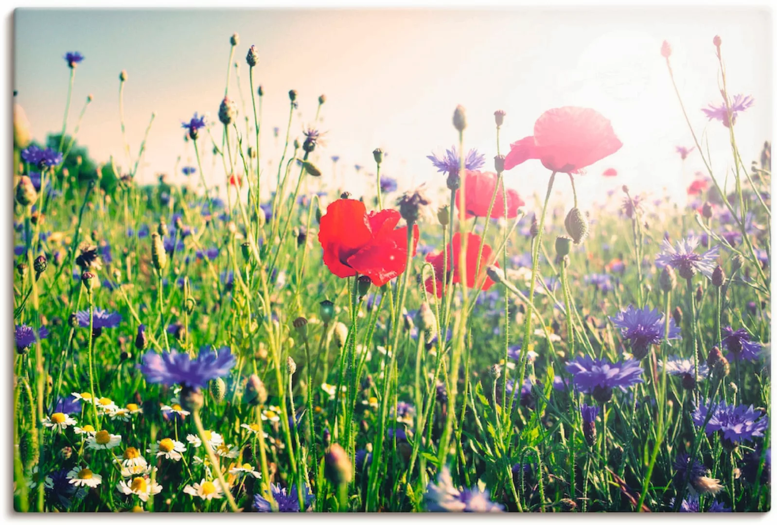 Artland Wandbild "Mohnblume im Feld", Blumen, (1 St.), als Leinwandbild, Po günstig online kaufen