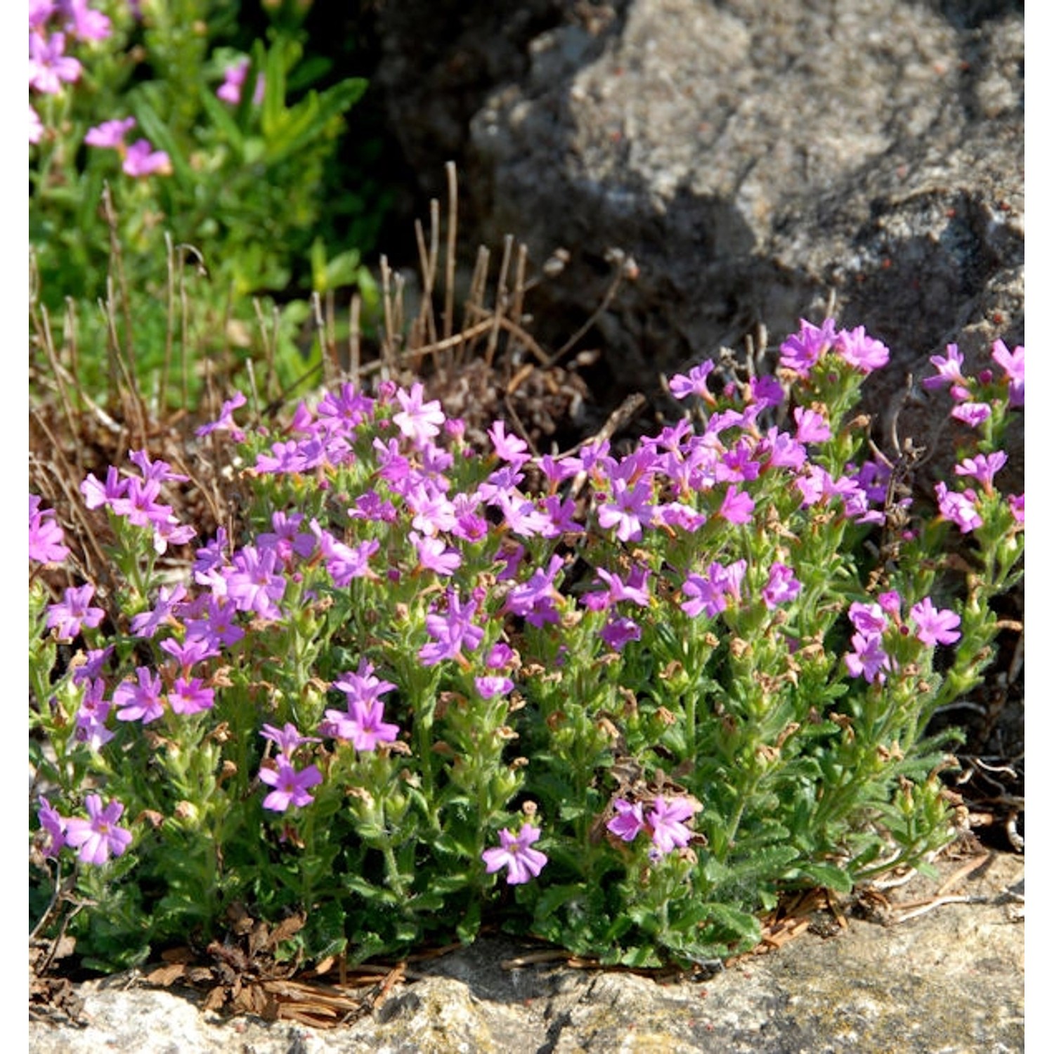 Alpenbalsam Dr Hähnle - Erinus alpinus günstig online kaufen