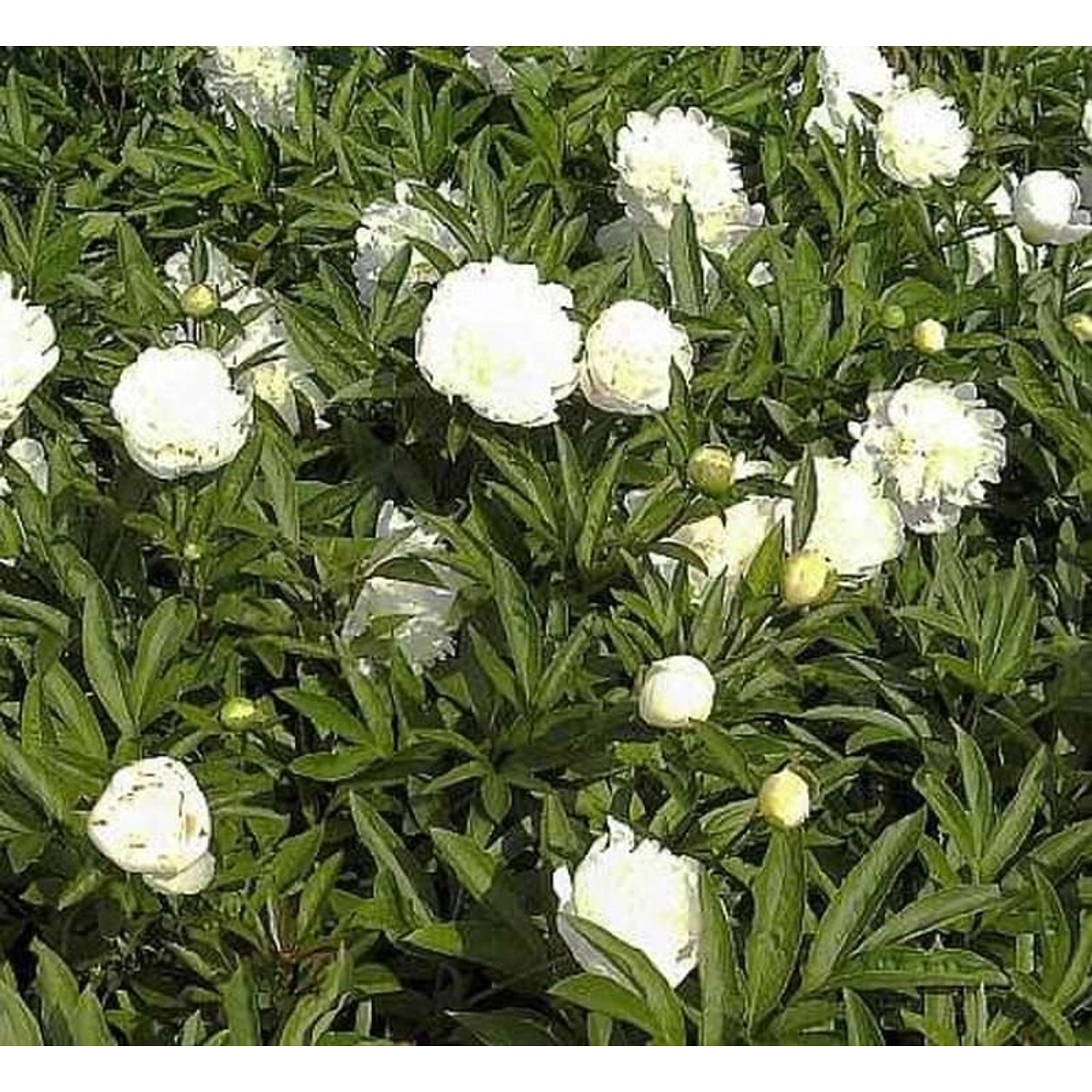 Edelpfingstrose Charlies White - Paeonia lactiflora günstig online kaufen