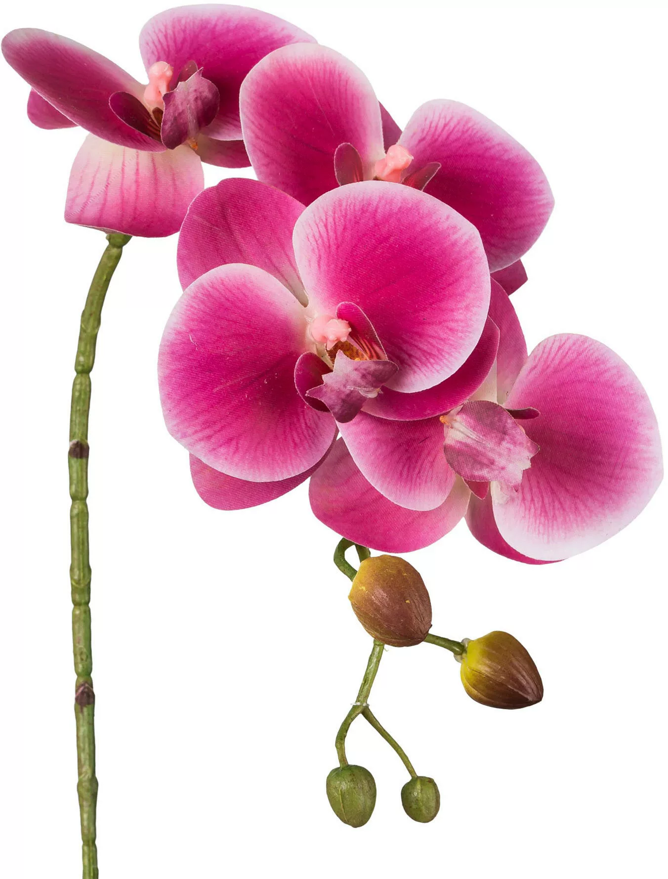 Creativ green Kunstblume "Phalaenopsis 3D-print" günstig online kaufen