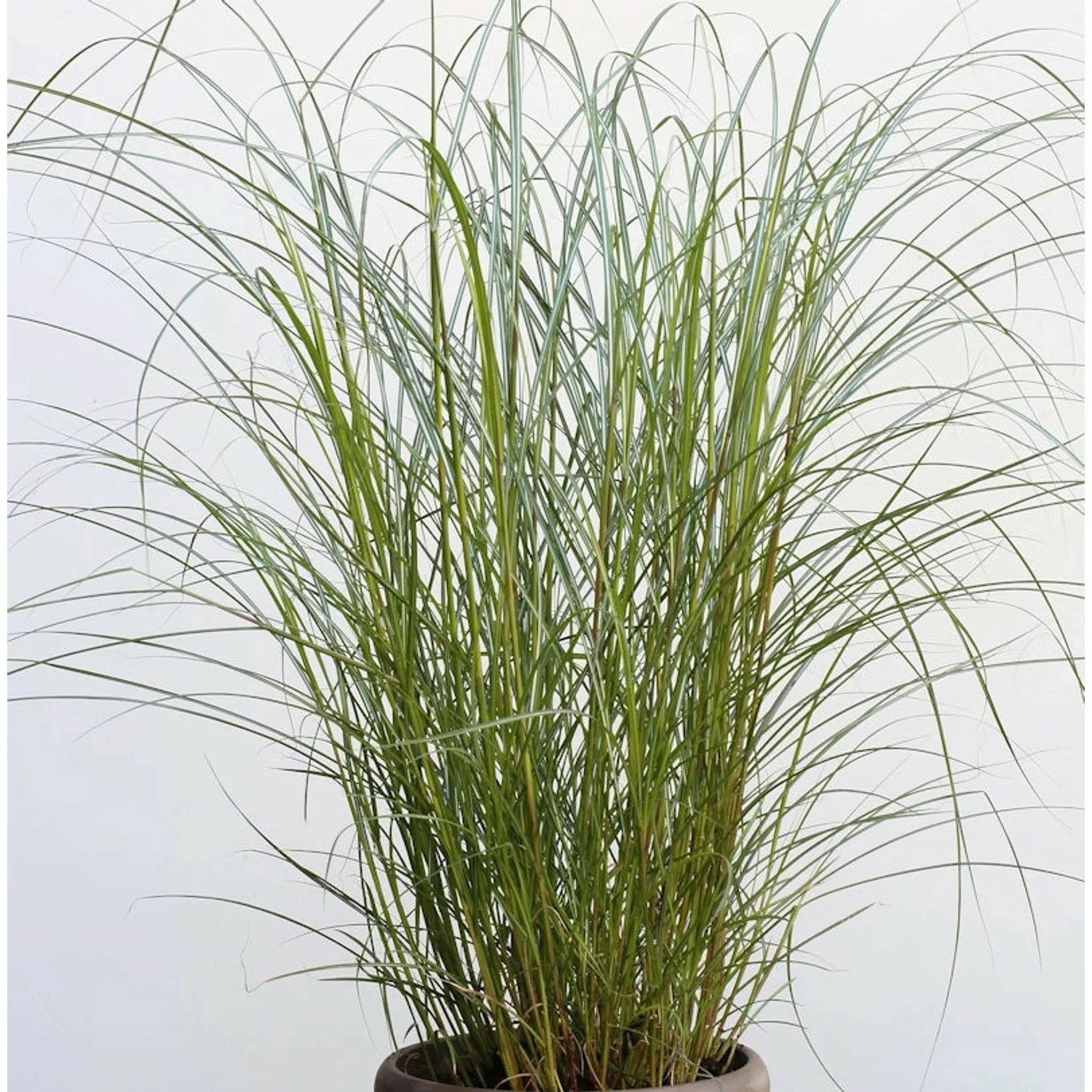 Chinaschilf Red Chief - XXXL Topf - Miscanthus sinensis günstig online kaufen