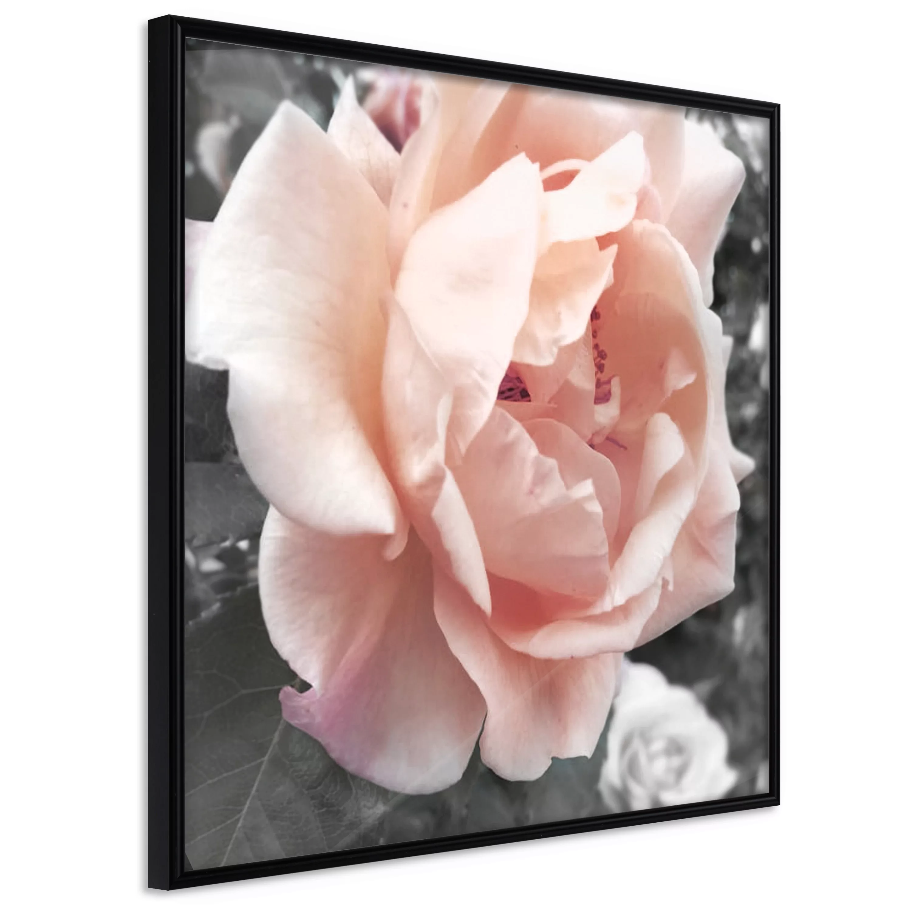 Poster - Delicate Rose günstig online kaufen