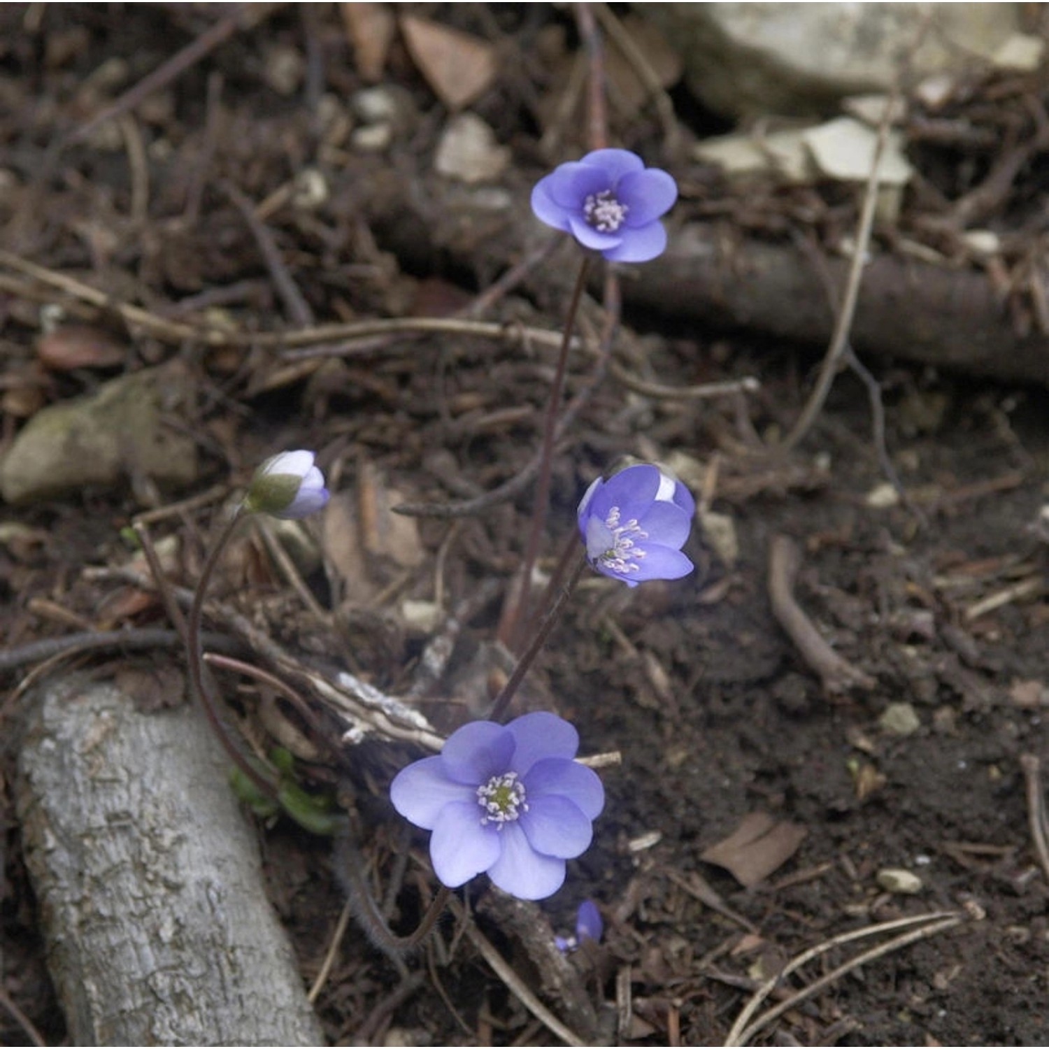 Siebenbürger Leberblümchen  - Hepatica transsilvanica günstig online kaufen