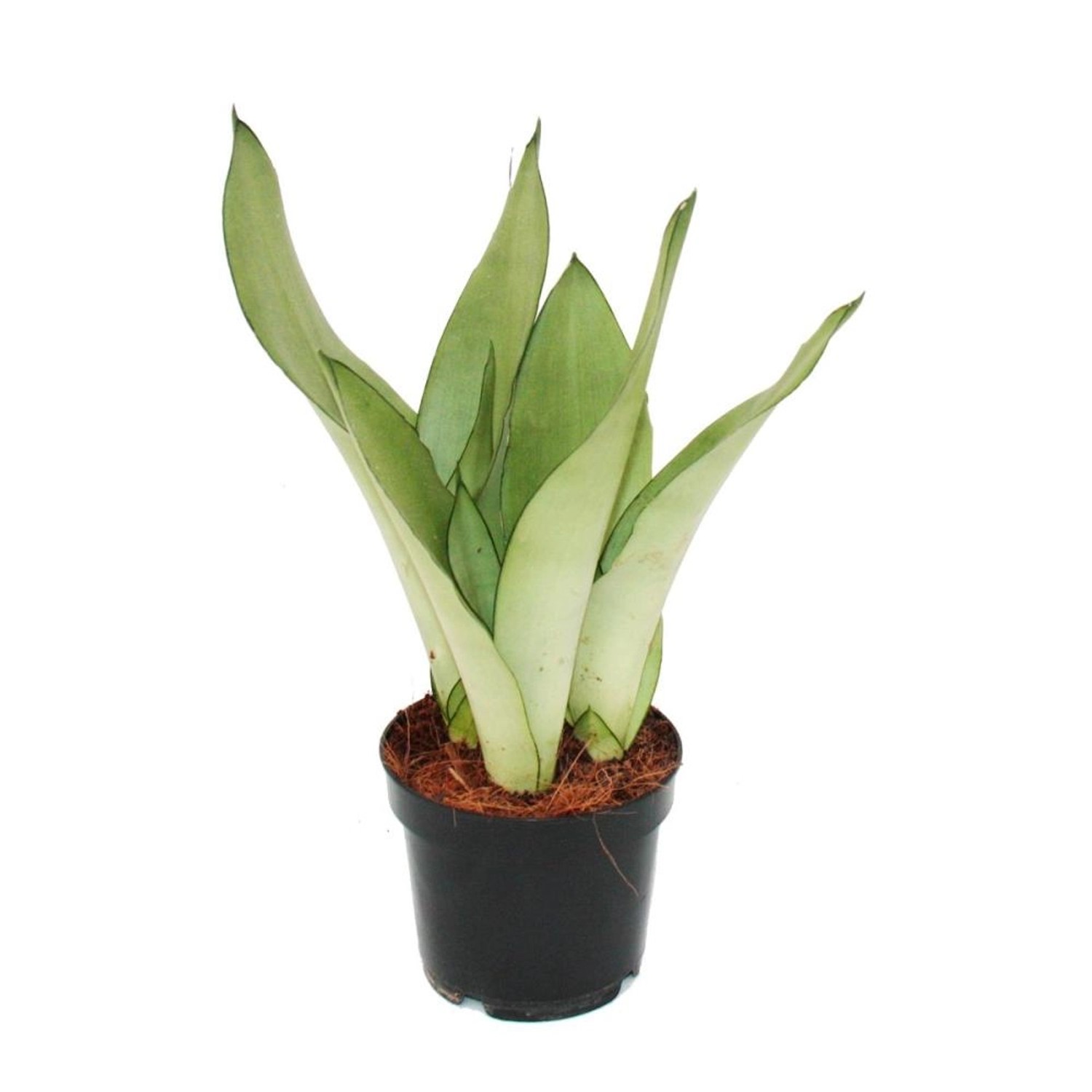 Exotenherz Sansevieria Trifasciata Moonshine Silberner Bogenhanf 12cm Topf günstig online kaufen