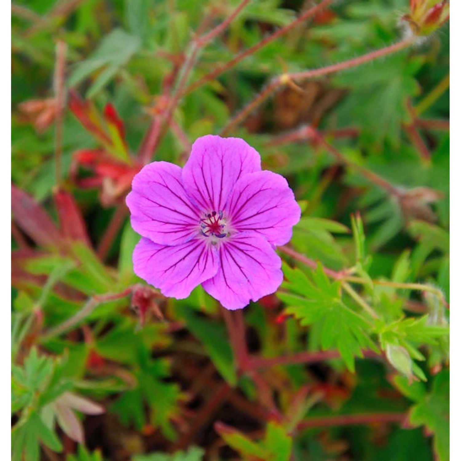 Storchenschnabel Tiny Monster - Geranium sanguineum günstig online kaufen