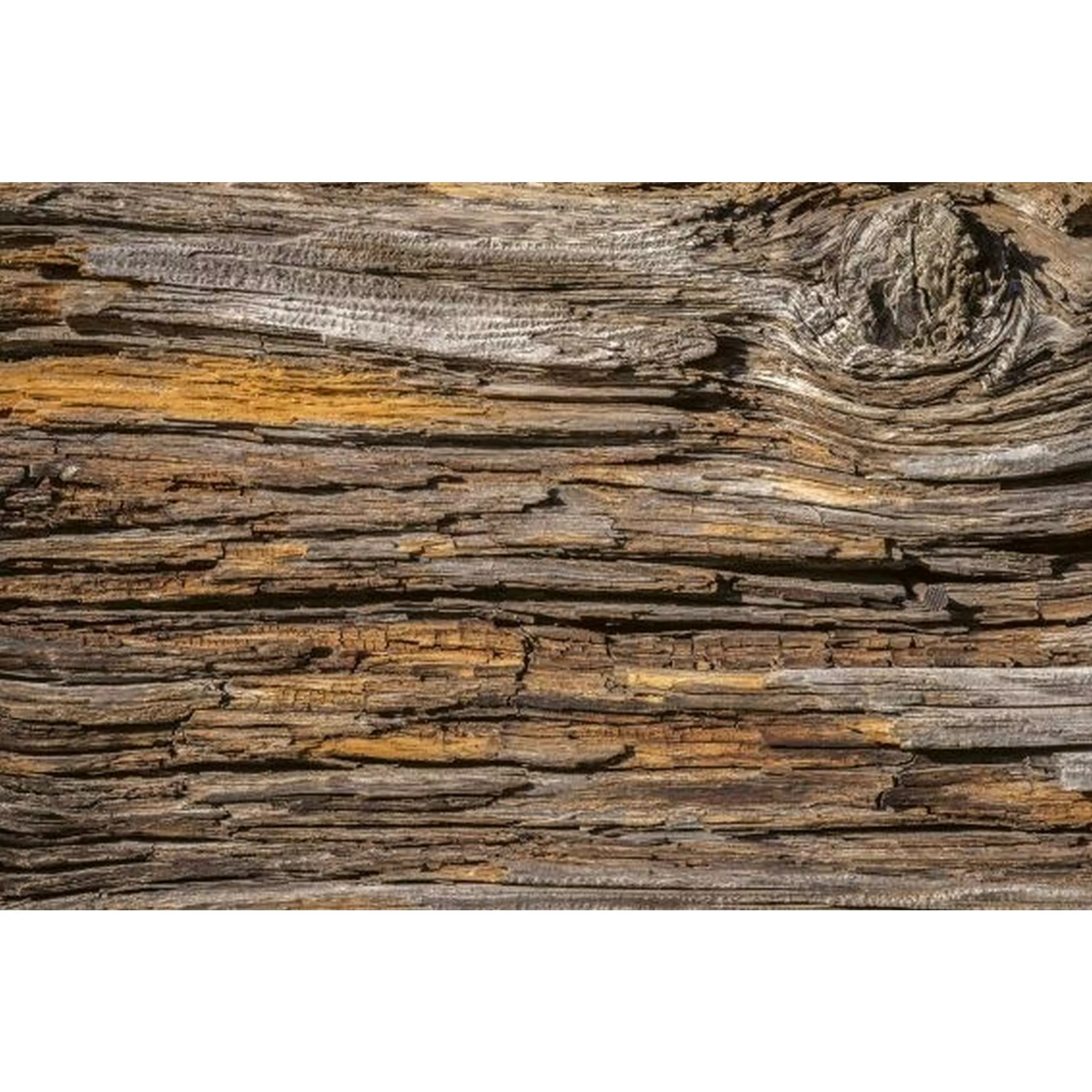 Fototapete TREE BARK  | MS-5-0159 | Braun | Digitaldruck auf Vliesträger günstig online kaufen